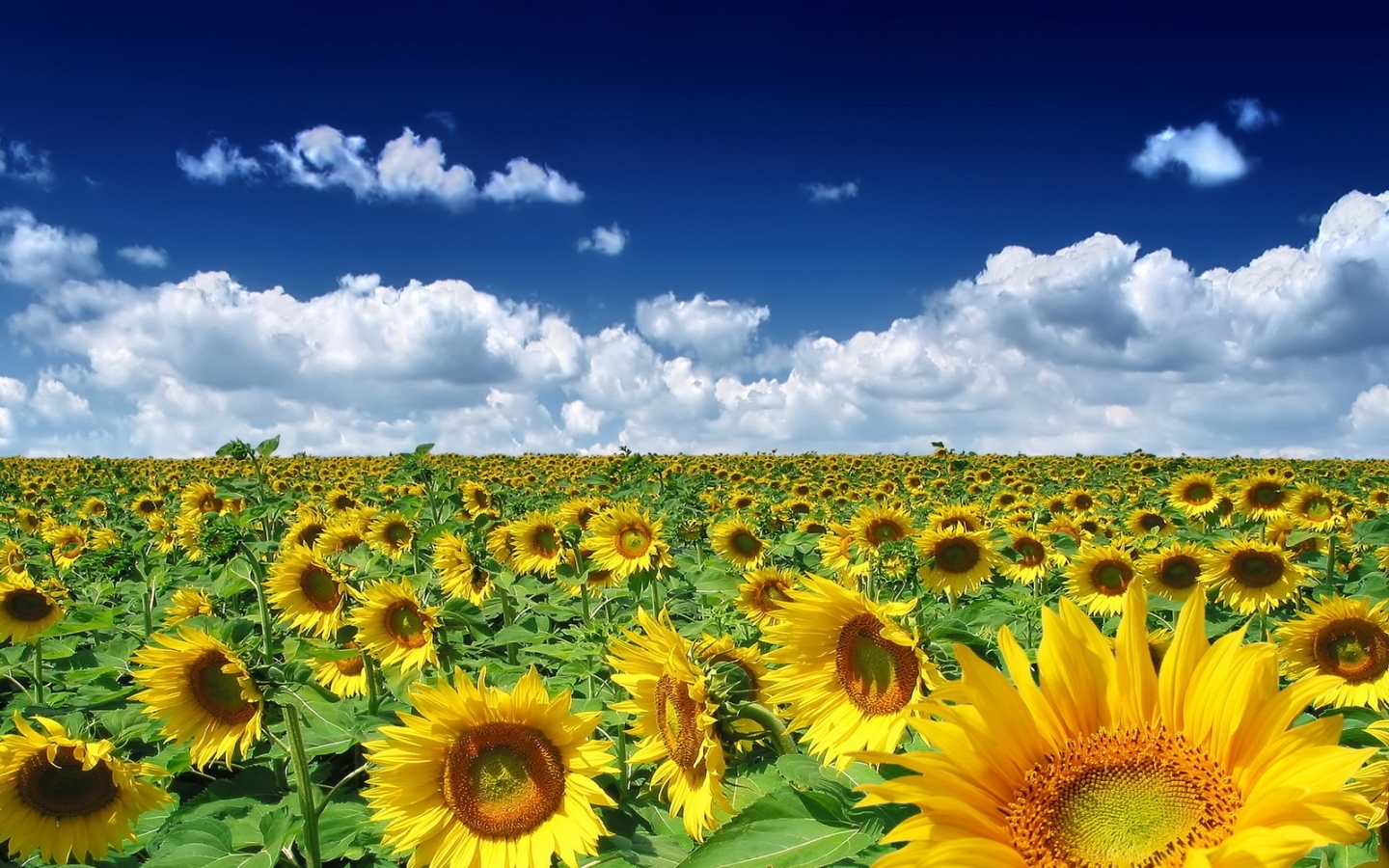 4671 Hintergrundbild herunterladen pflanzen, landschaft, sonnenblumen, sky, blau - Bildschirmschoner und Bilder kostenlos