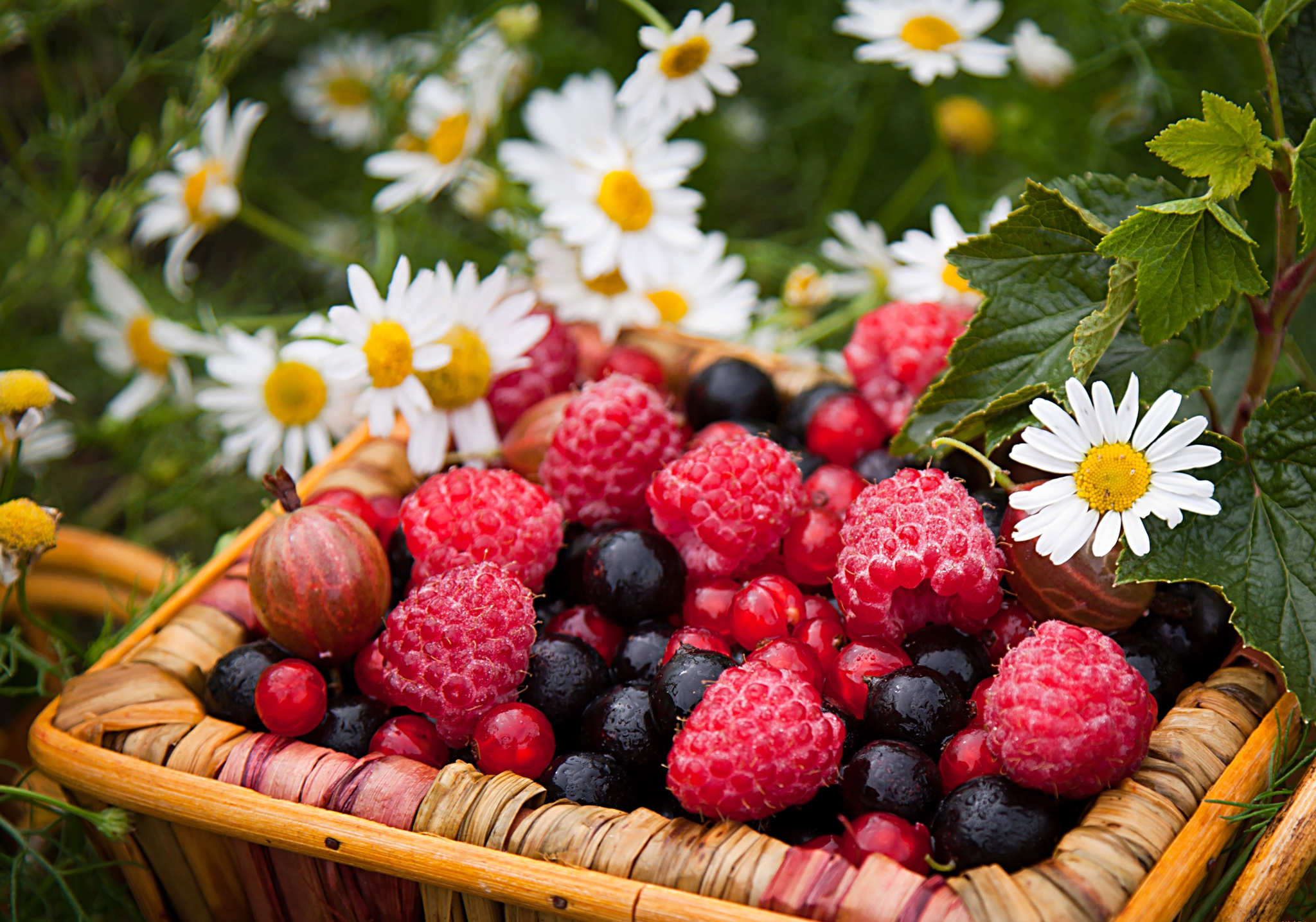 127221 download wallpaper food, camomile, raspberry, berries, currant, gooseberry, basket screensavers and pictures for free