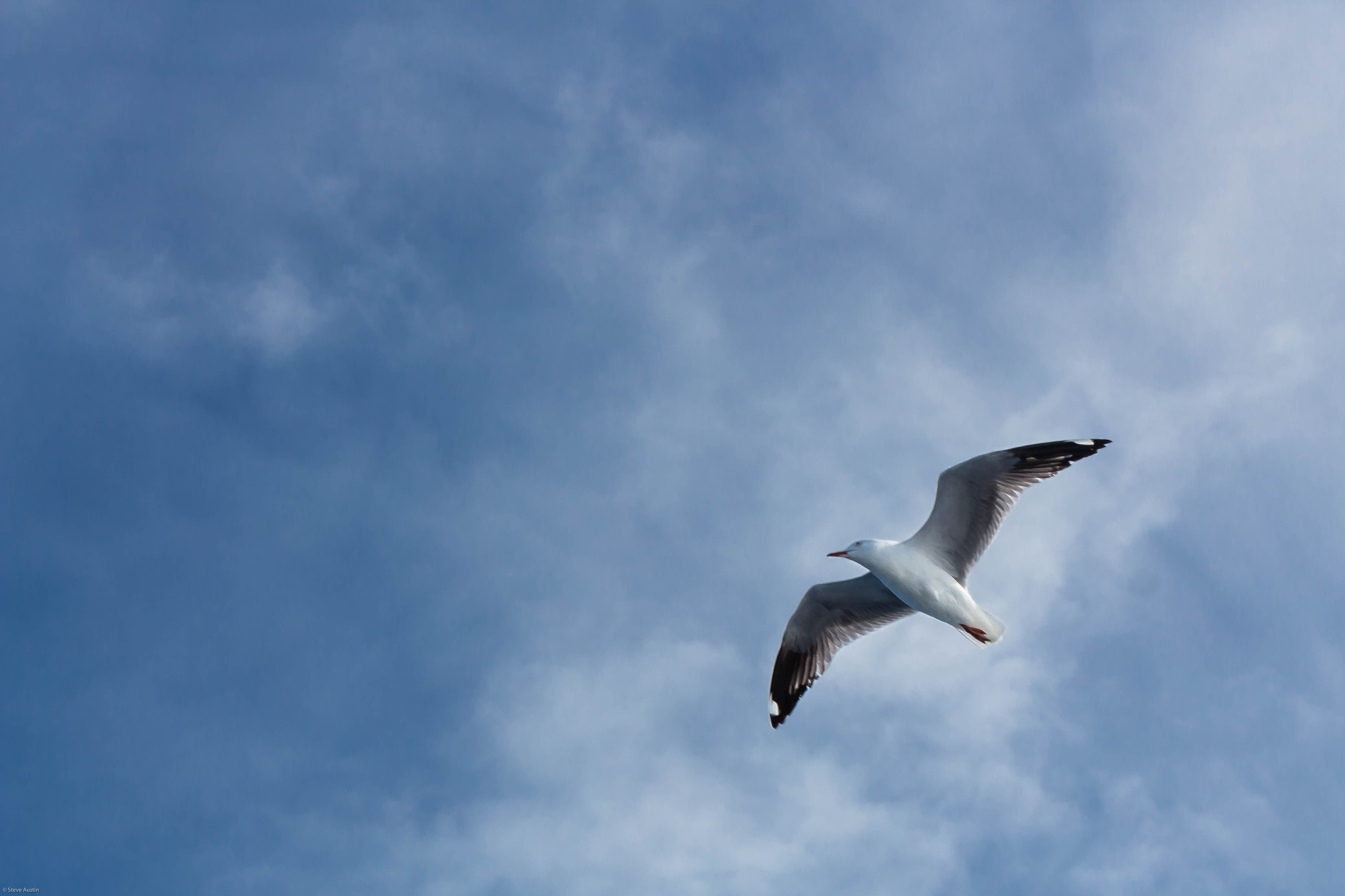 Smartphone Background animals, sky, gull, seagull