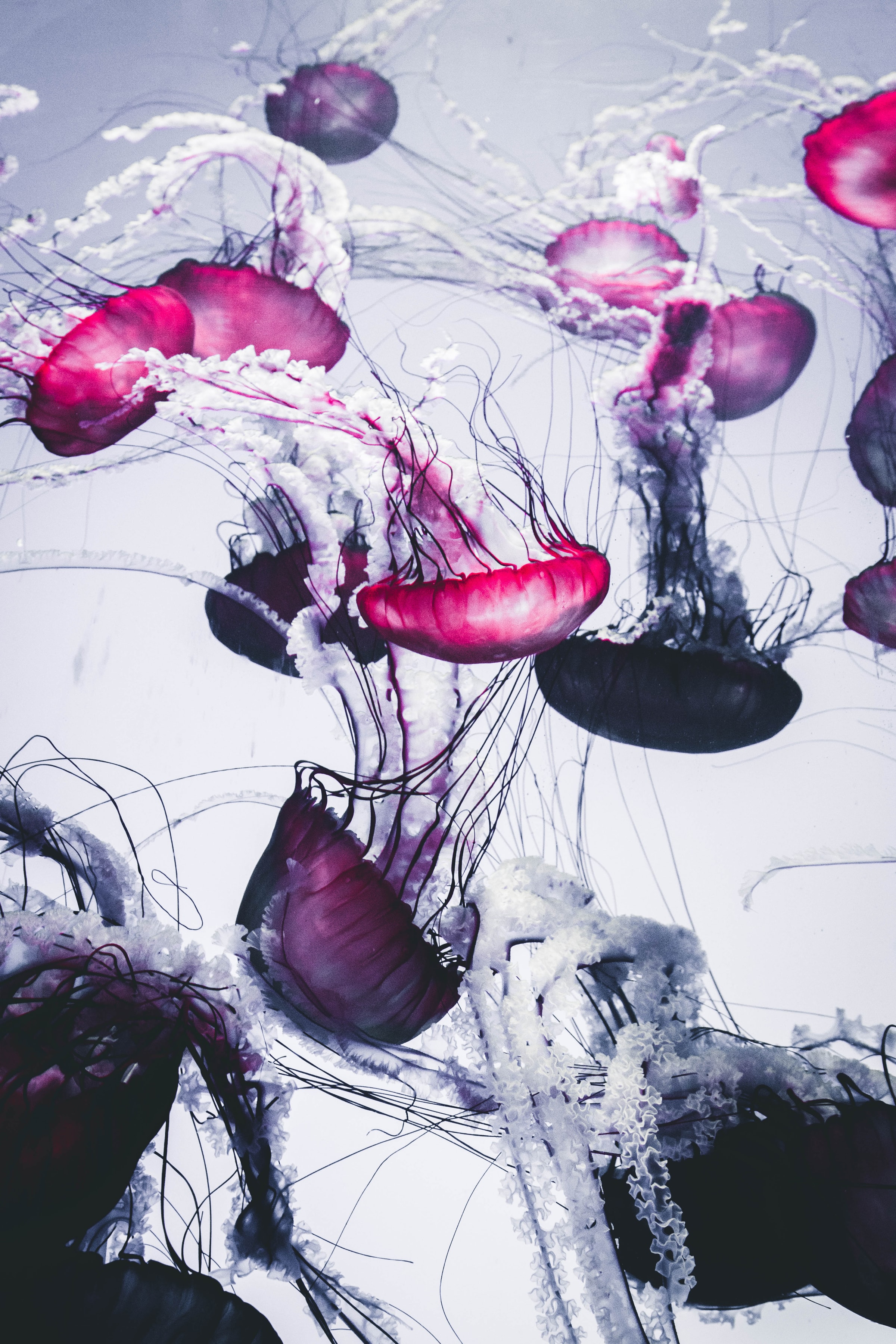 141444 Bild herunterladen tiere, jellyfish, weiß, tentakel, hübsch, es ist wunderschön - Hintergrundbilder und Bildschirmschoner kostenlos