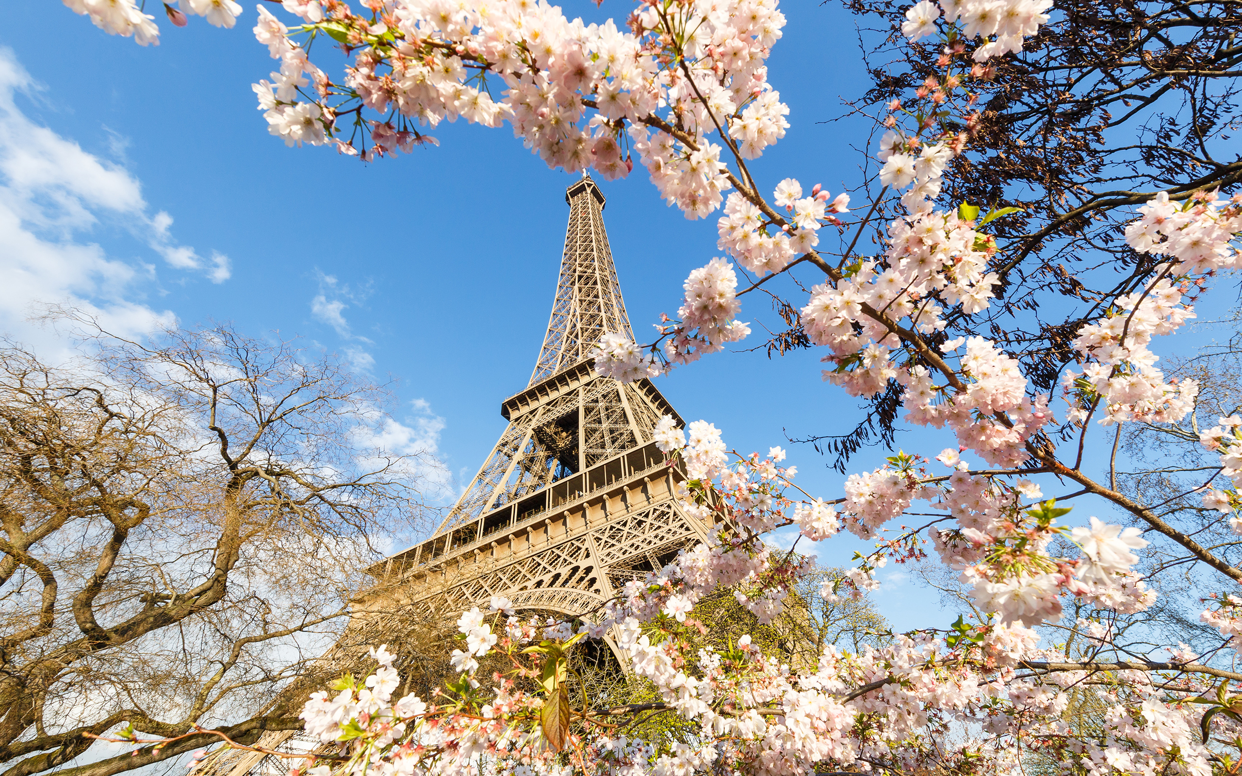 HD desktop wallpaper: Paris, Eiffel Tower, Monuments, France, Spring,  Monument, Blossom, Man Made, Pink Flower download free picture #382772