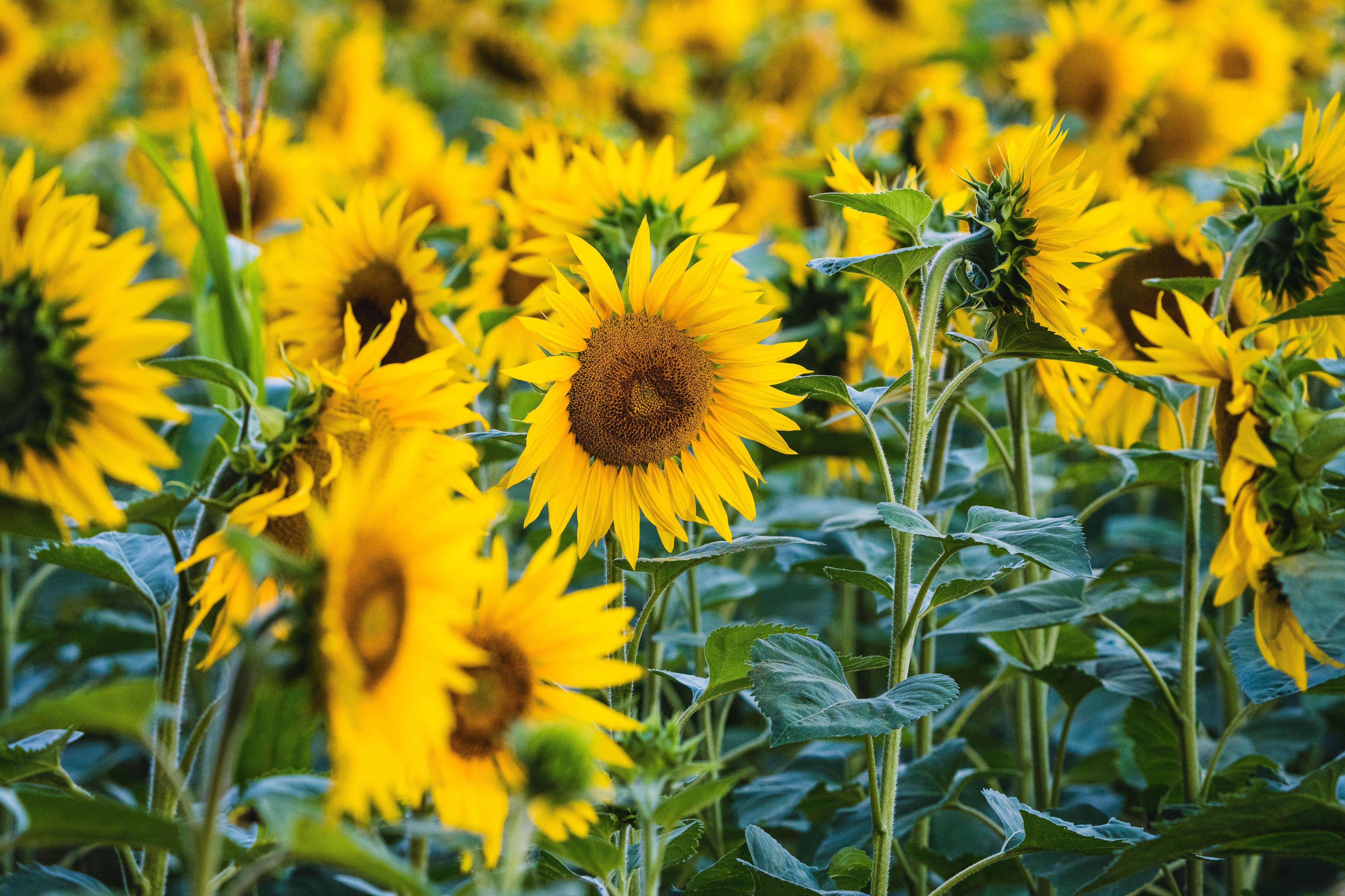 field, sunflower, flowers, yellow, flower, petals QHD