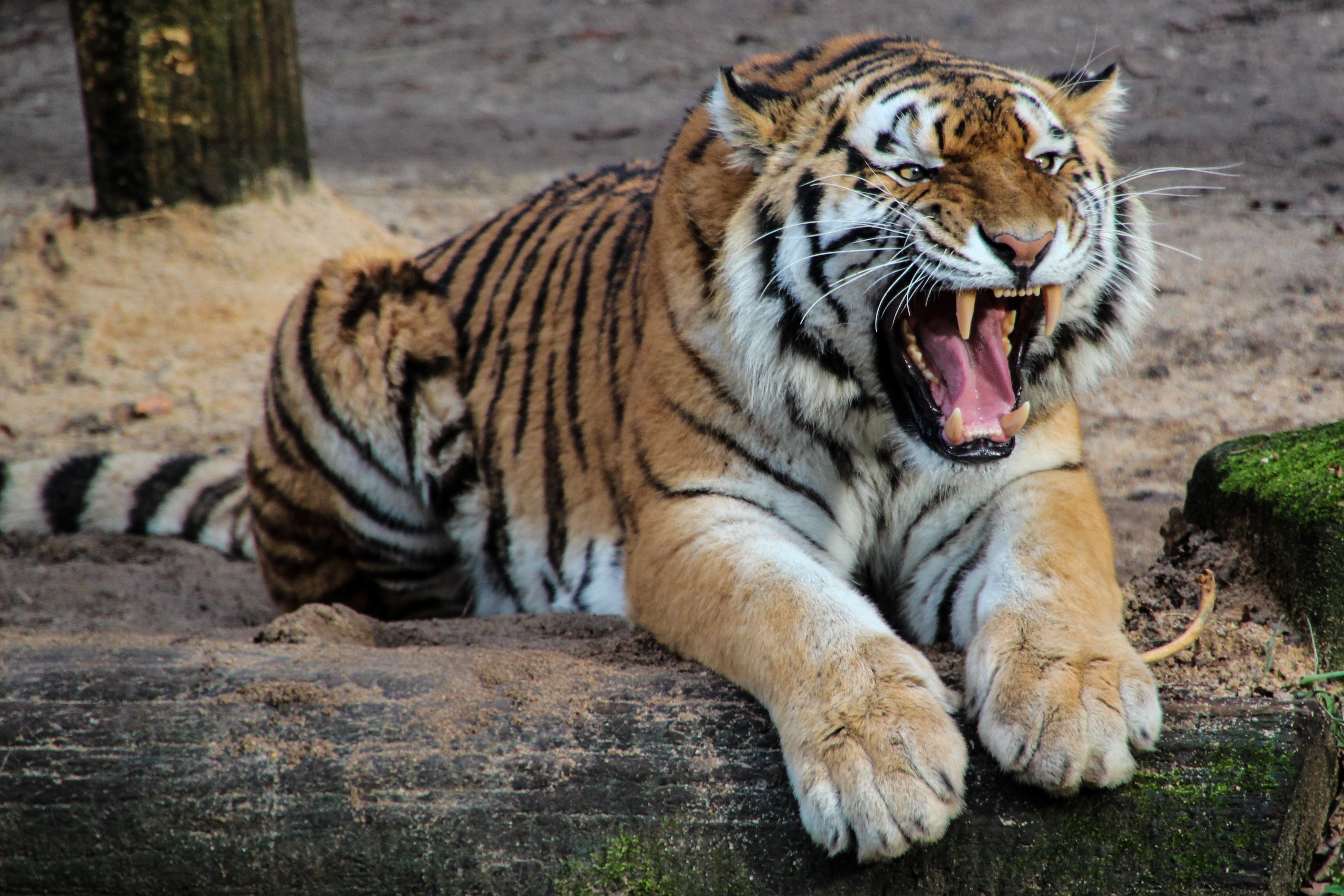 predator, grin, tiger, animals Full HD