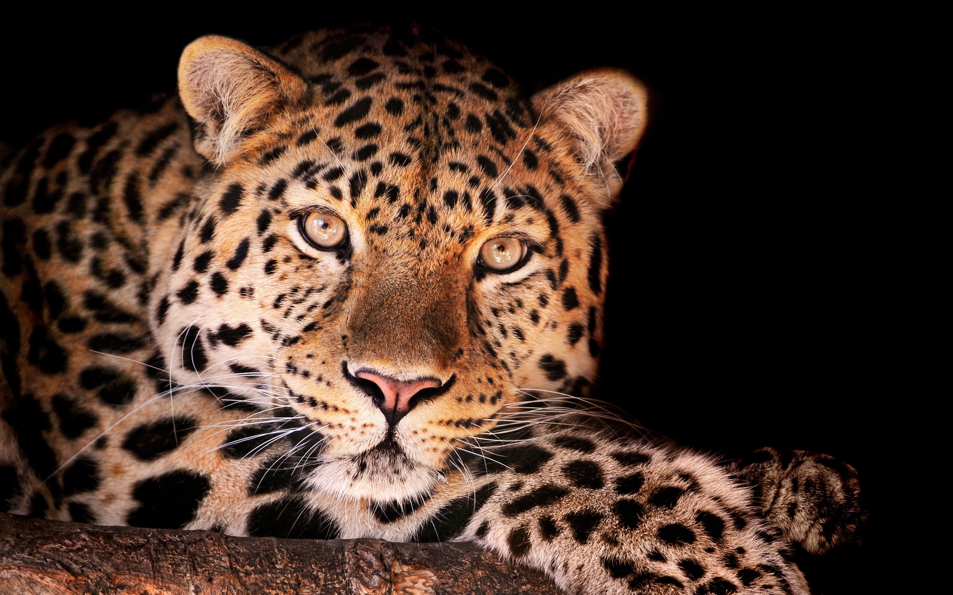 animals, leopards, orange download HD wallpaper