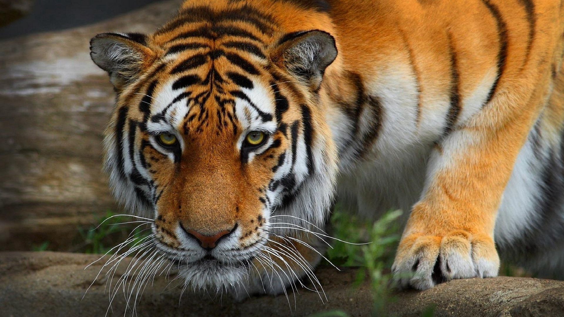 65466 Hintergrundbilder und Wildkatze Bilder auf dem Desktop. Laden Sie predator, tiger, tiere, wilde katze Bildschirmschoner kostenlos auf den PC herunter