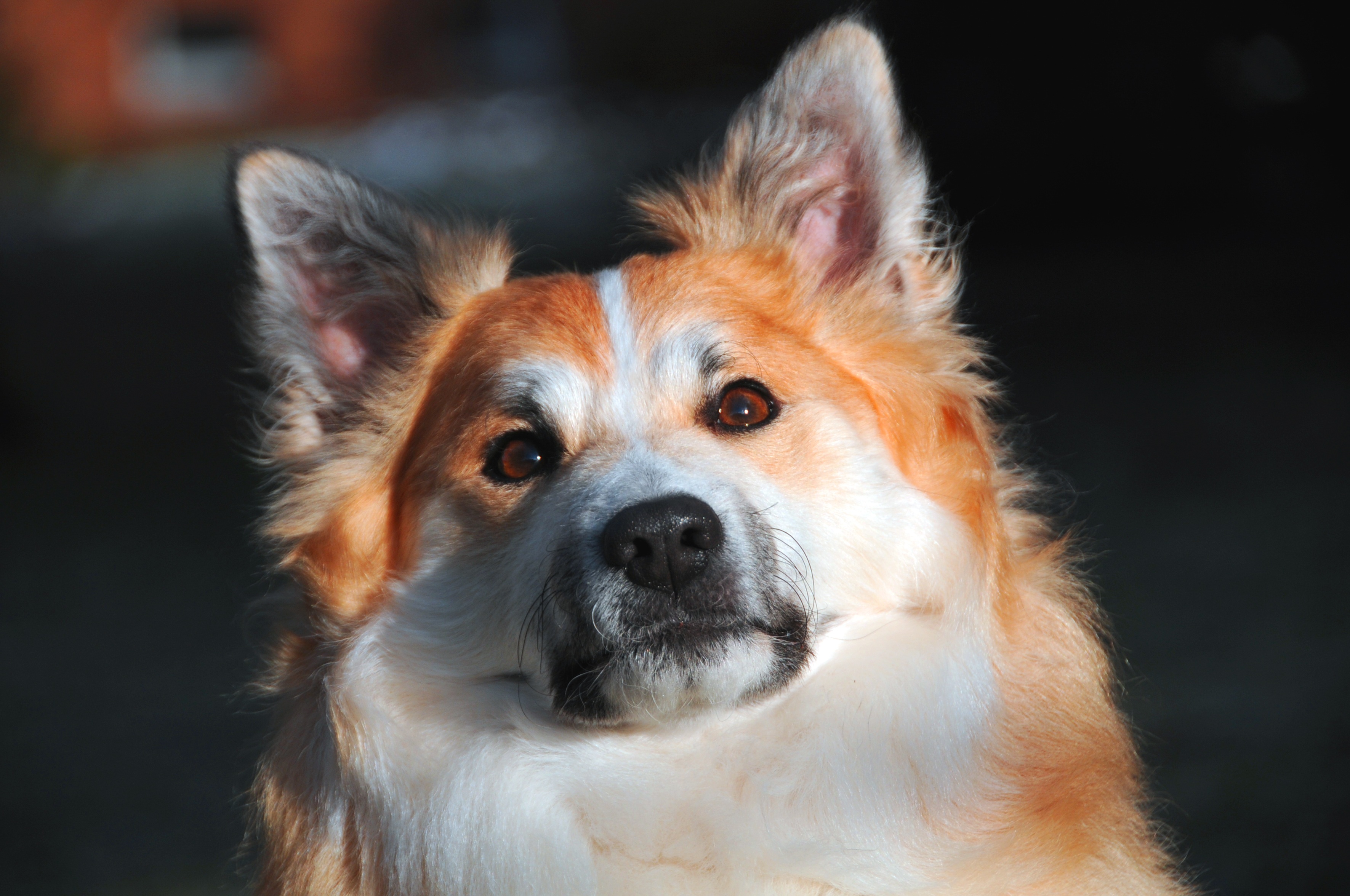 Hdデスクトップ 壁紙 動物 犬 銃口 アイスランドの犬 アイスランドの羊飼いダウンロード無料画像