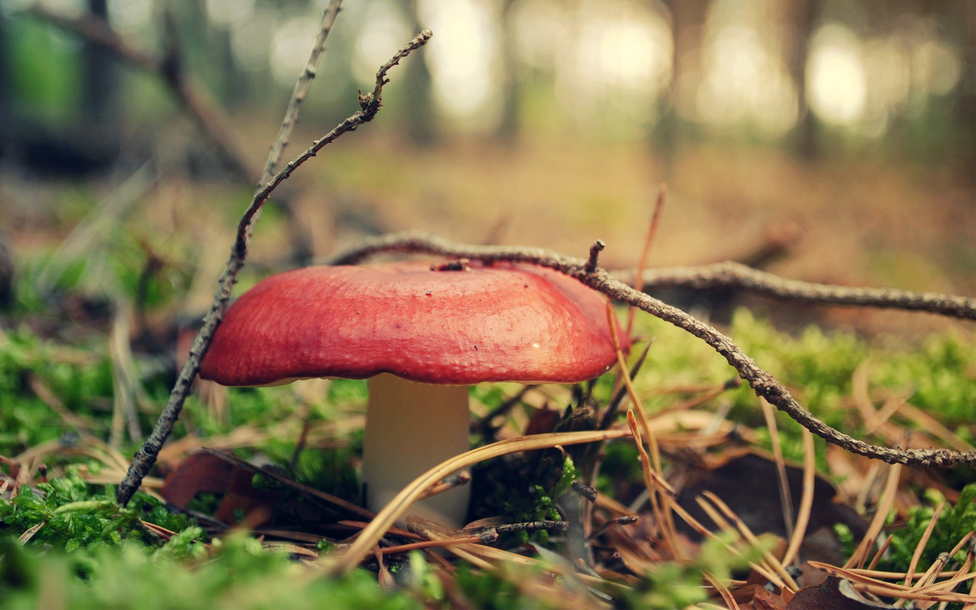 Природа осень грибы