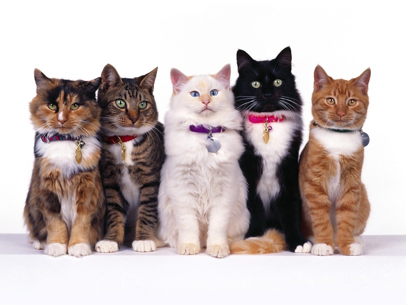 Скачать картинку Кошки (Коты, Котики), Животные в телефон бесплатно.