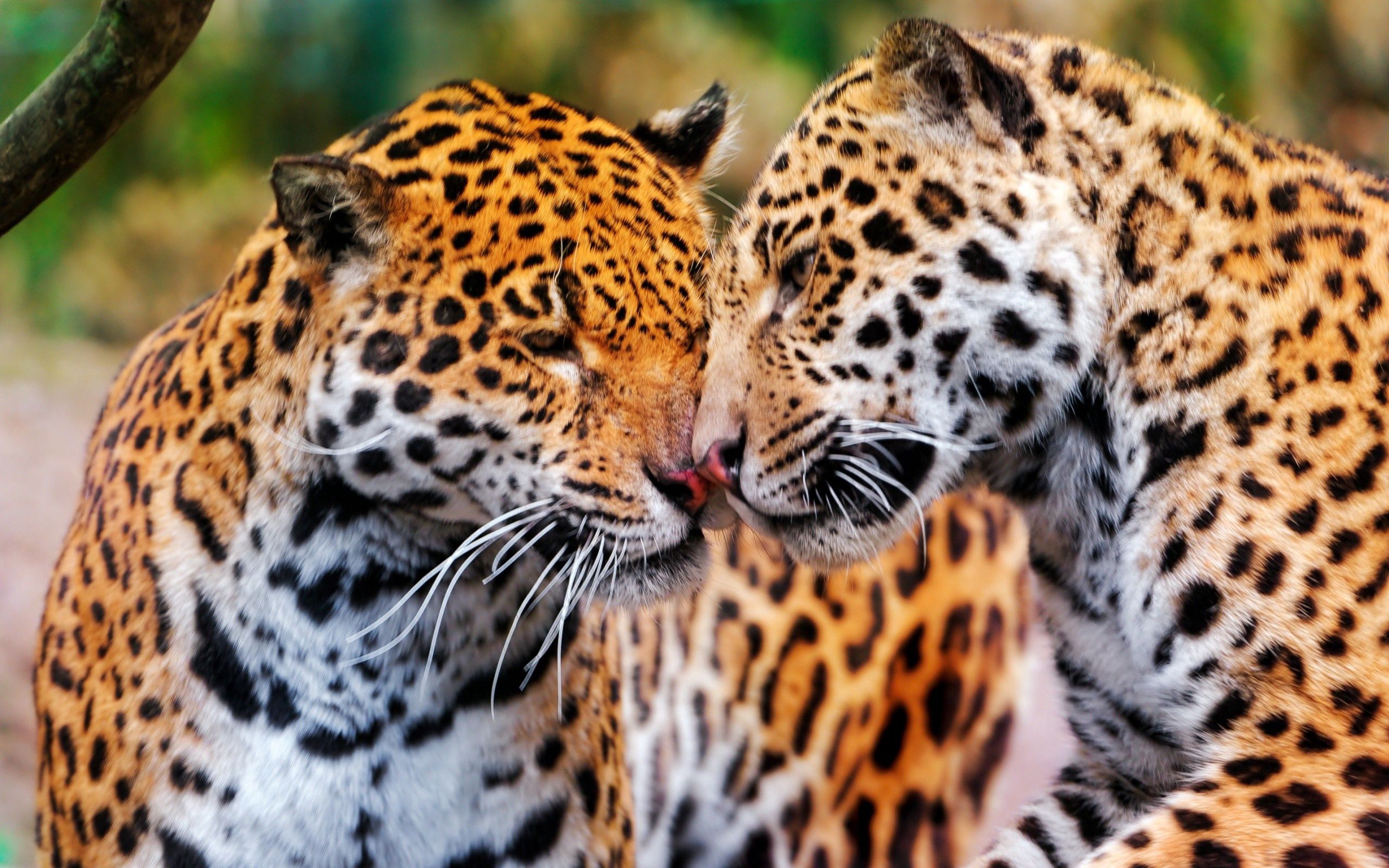 139253 Bild herunterladen tiere, paar, schnauze, jaguare, wildkatzen - Hintergrundbilder und Bildschirmschoner kostenlos