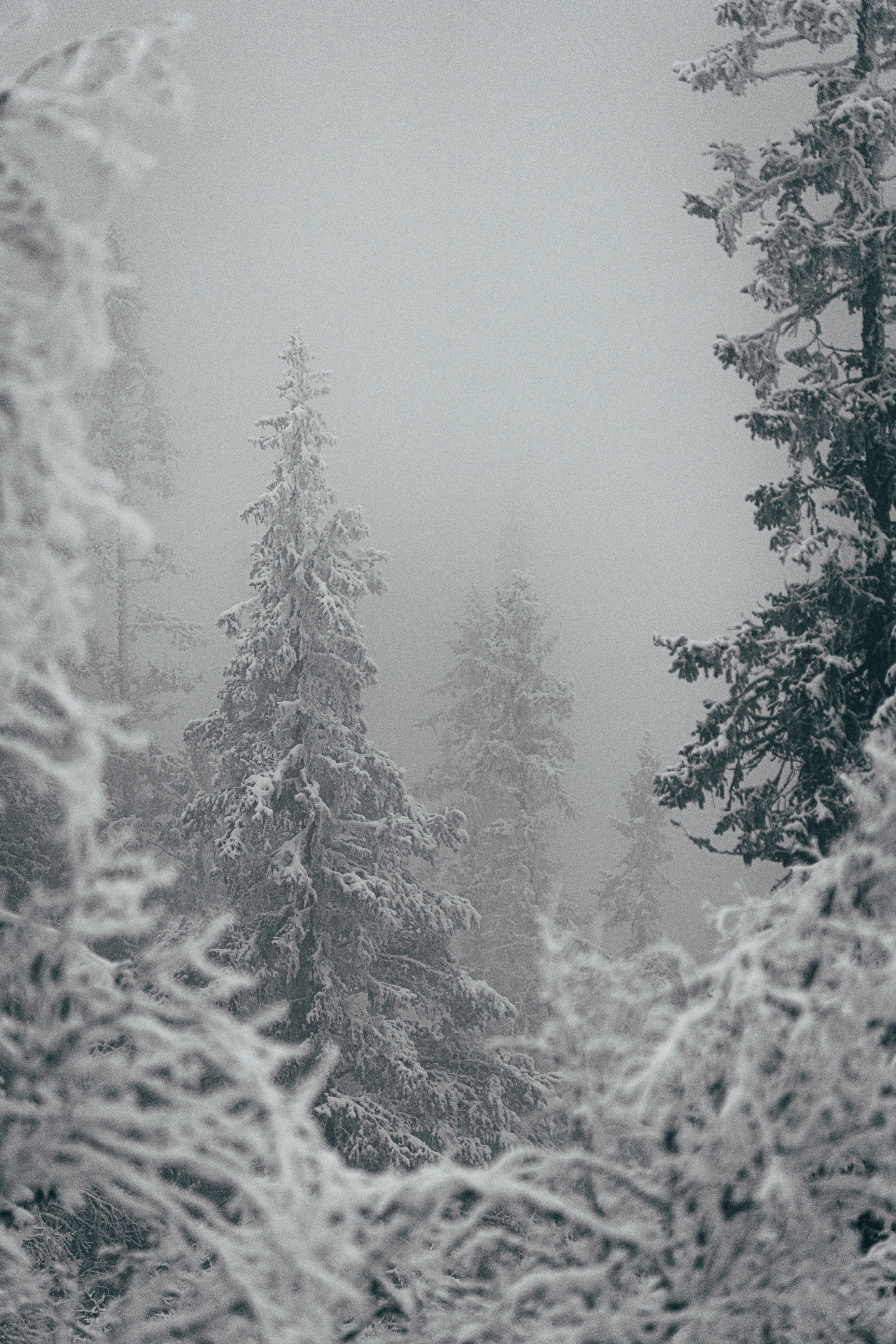 88924 Bildschirmschoner und Hintergrundbilder Schneesturm auf Ihrem Telefon. Laden Sie bäume, winter, natur, schnee Bilder kostenlos herunter