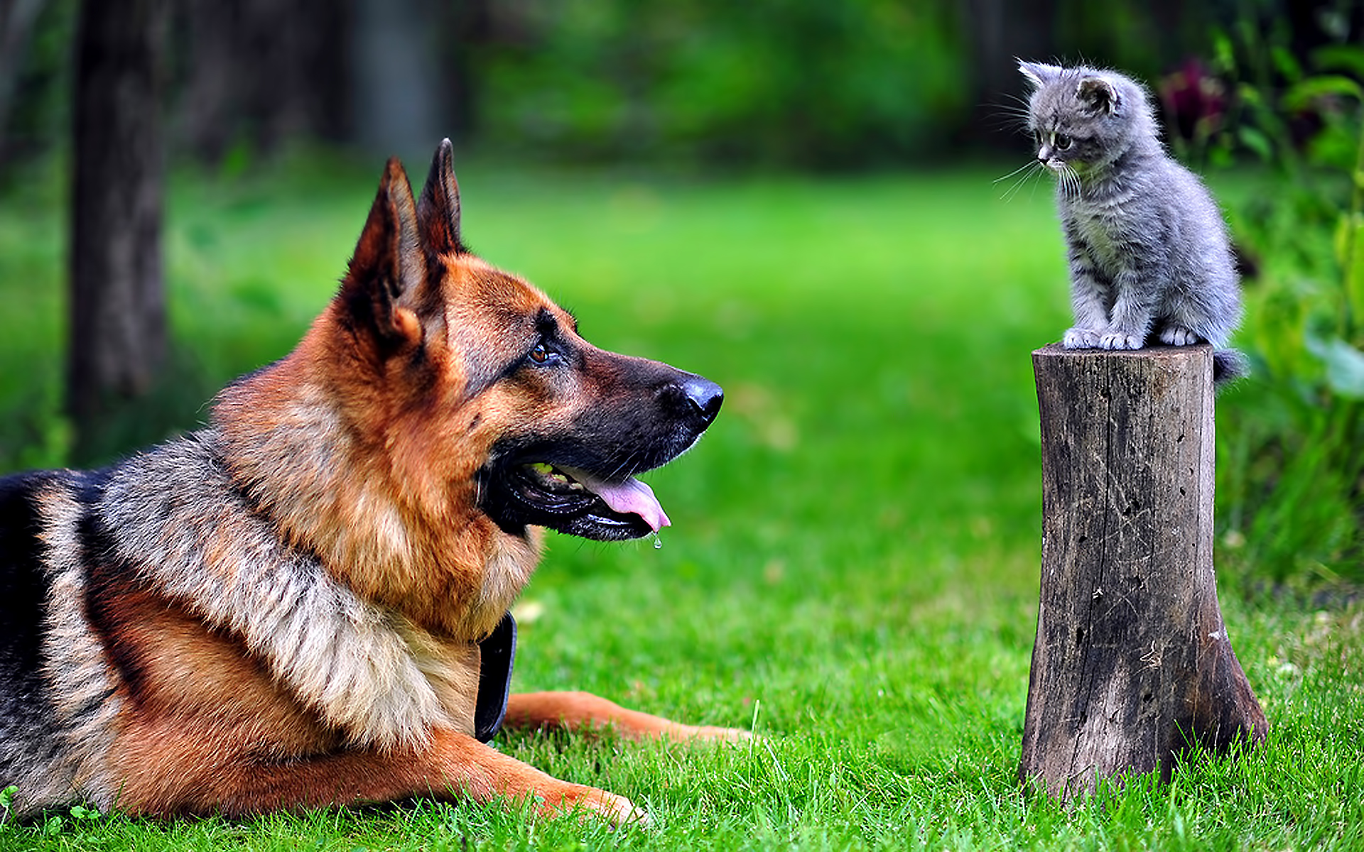 Cat & Dog HD for Phone