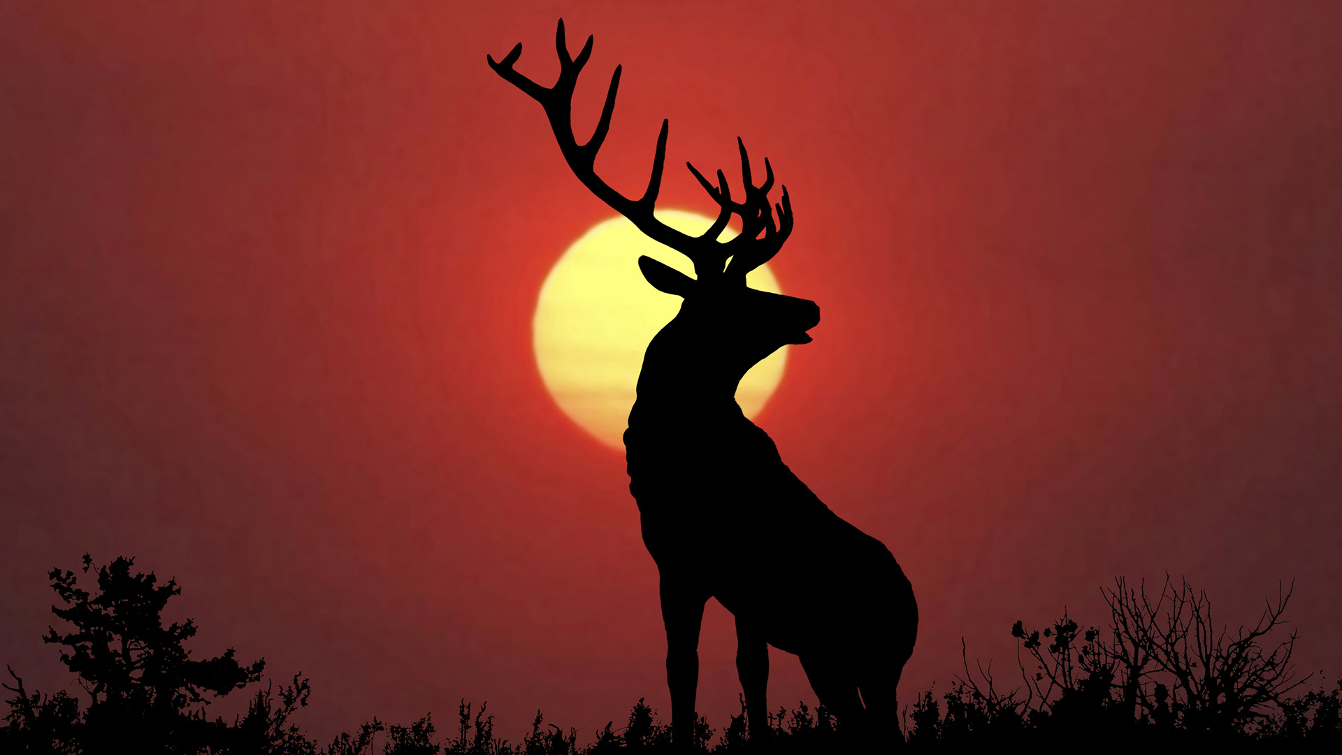 Deer wallpapers for desktop, download free Deer pictures and backgrounds  for PC 