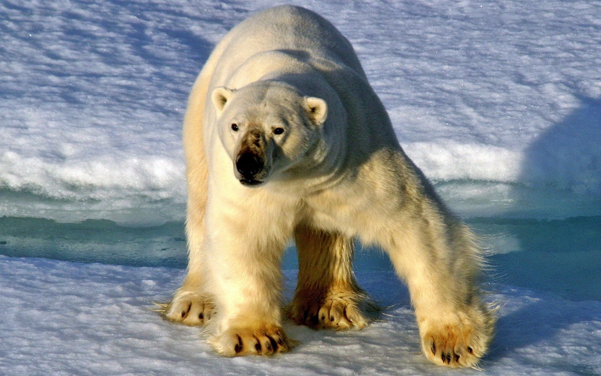 iPhone Wallpapers animals, stroll, bear, snow Polar Bear