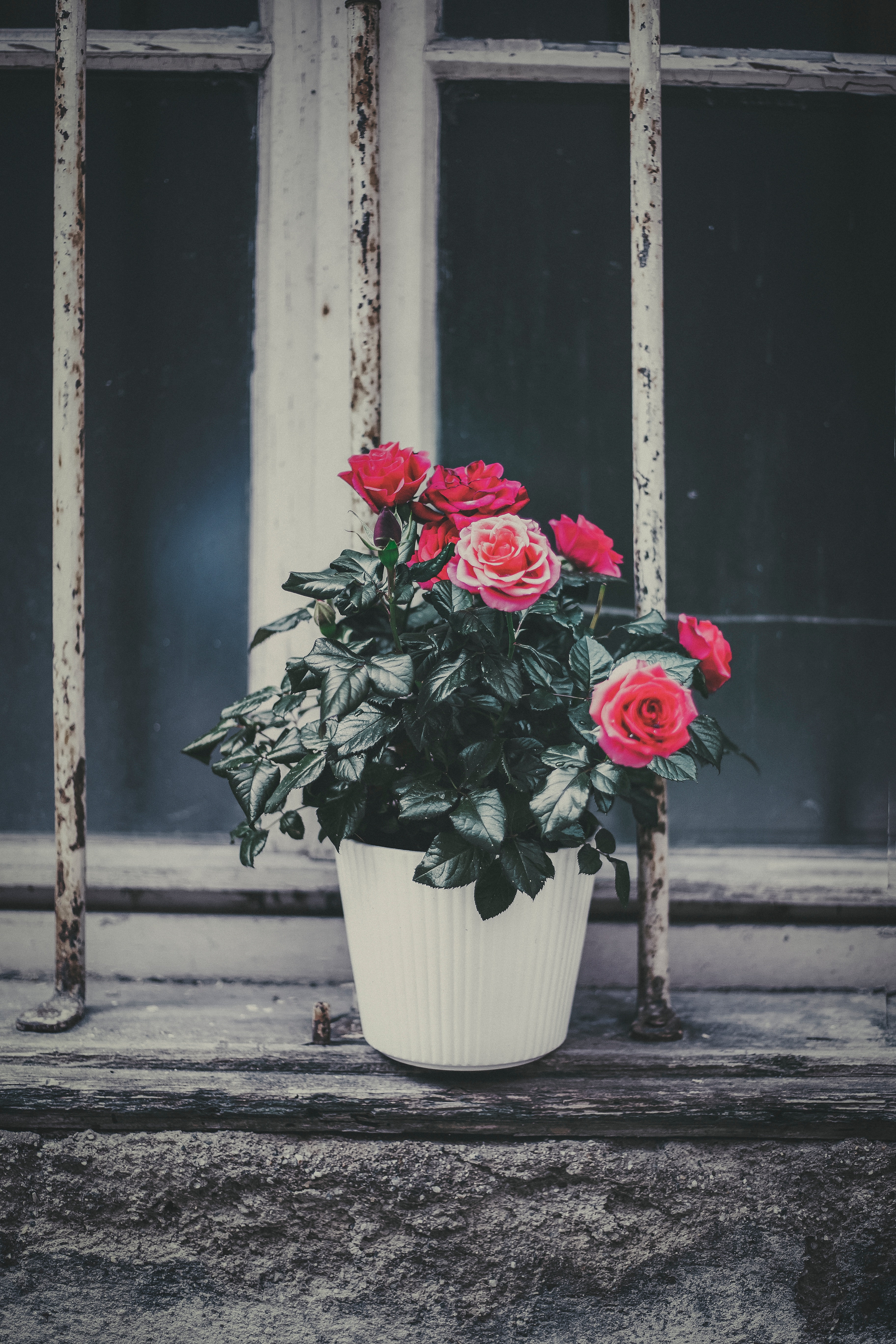 rose flower, flowers, pink, flower, rose, window sill, windowsill, pot, decorative