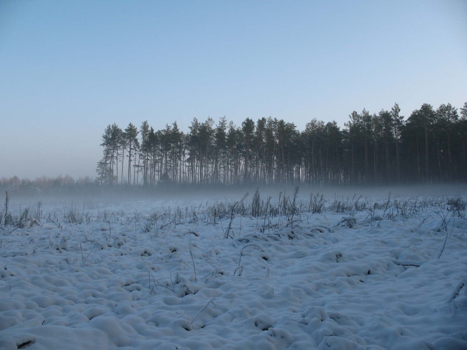 3536 Hintergrundbild herunterladen landschaft, winter, bäume, schnee, blau - Bildschirmschoner und Bilder kostenlos