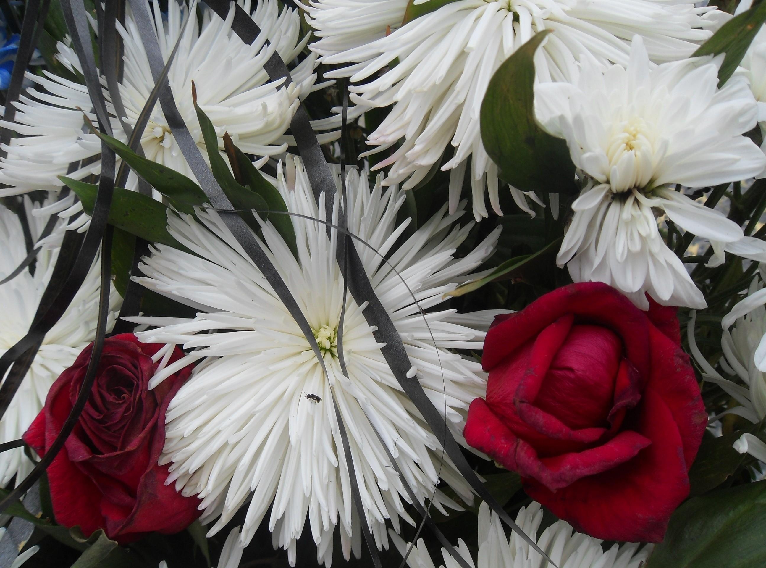 117690 Заставки и Обои Розы на телефон. Скачать цветы, крупный план, хризантемы, букет картинки бесплатно