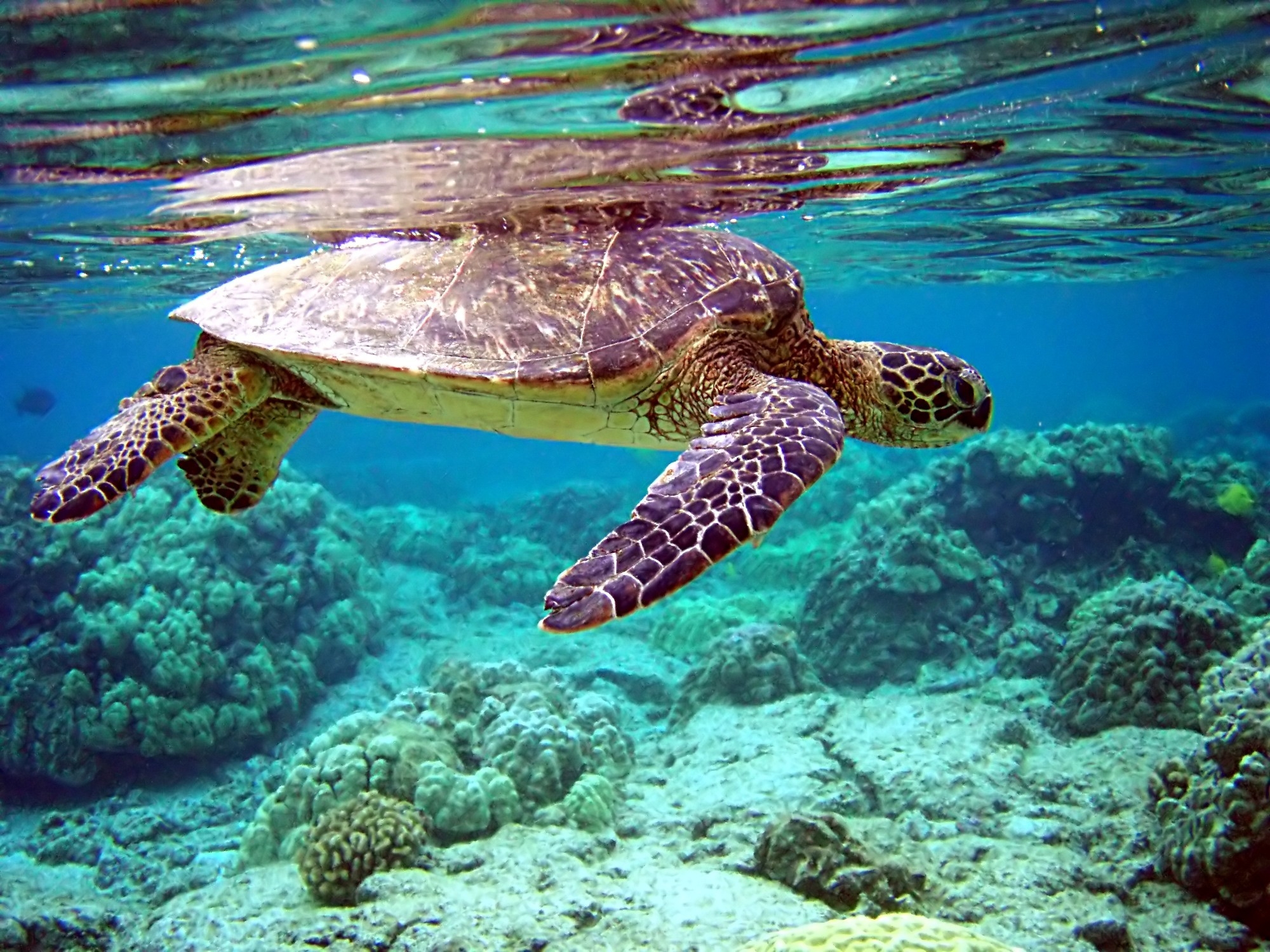 Laden Sie das Unterwasserwelt, Tiere, Wasser, Schwimmen, Schildkröte-Bild kostenlos auf Ihren PC-Desktop herunter