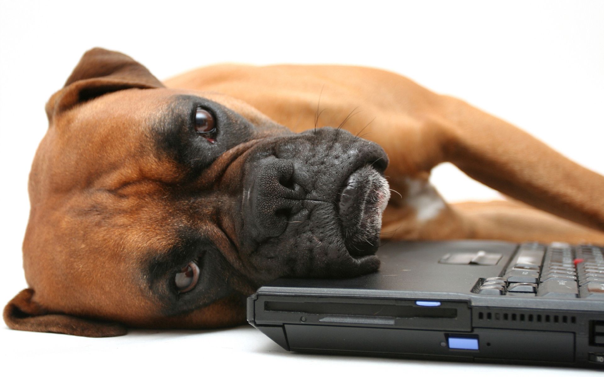 iPhone background animals, boxer, dog, to lie down