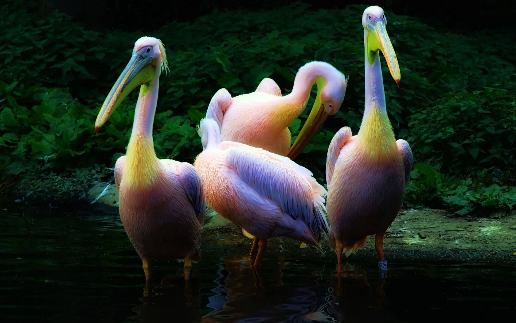 66809 Bild herunterladen tiere, wasser, rosa, die familie, familie, herde, pelikan, pelican - Hintergrundbilder und Bildschirmschoner kostenlos