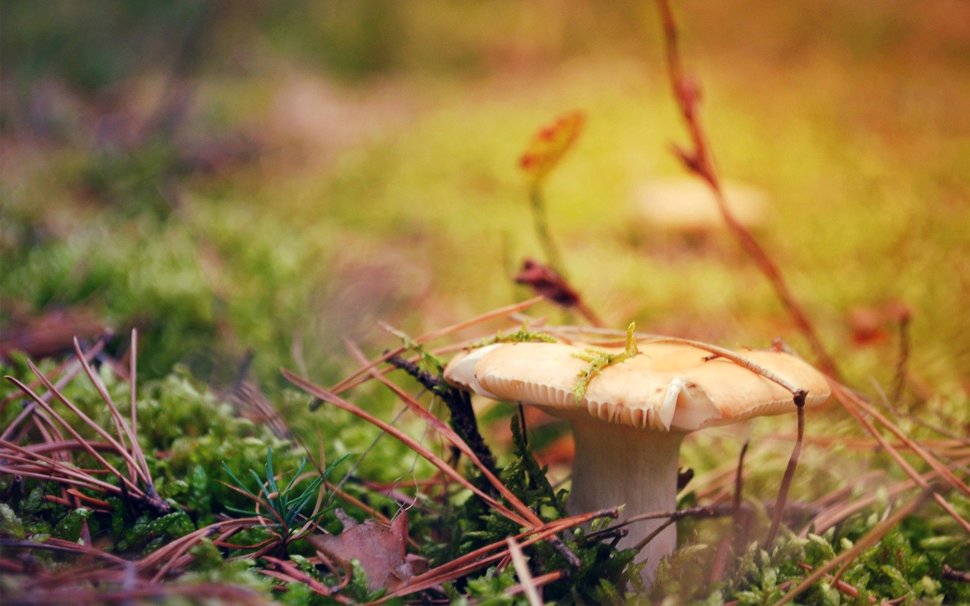 dry, mushroom, grass, autumn, macro cellphone