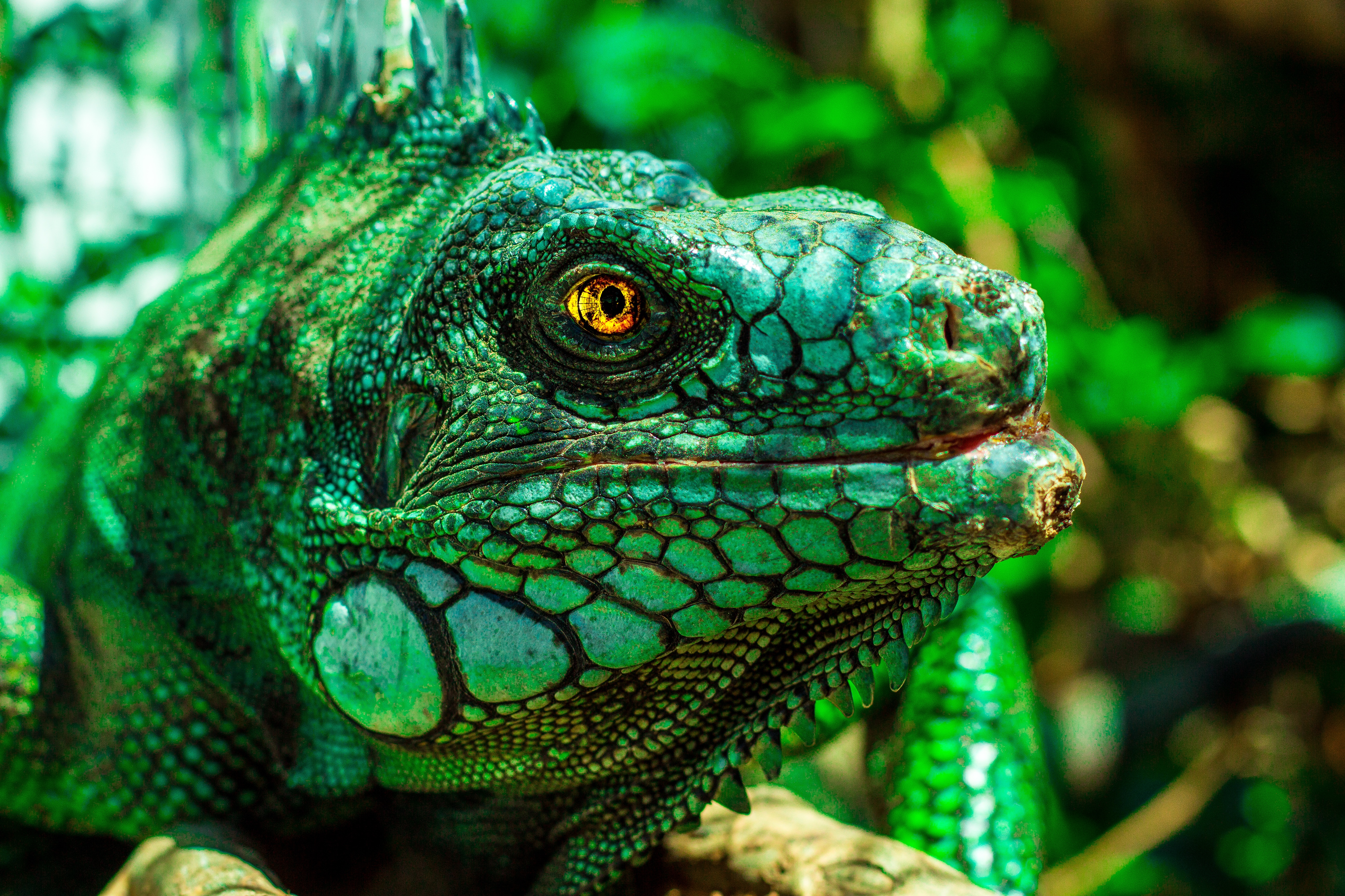 135349 Bildschirmschoner und Hintergrundbilder Iguana auf Ihrem Telefon. Laden Sie augen, reptile, leguan, tiere Bilder kostenlos herunter
