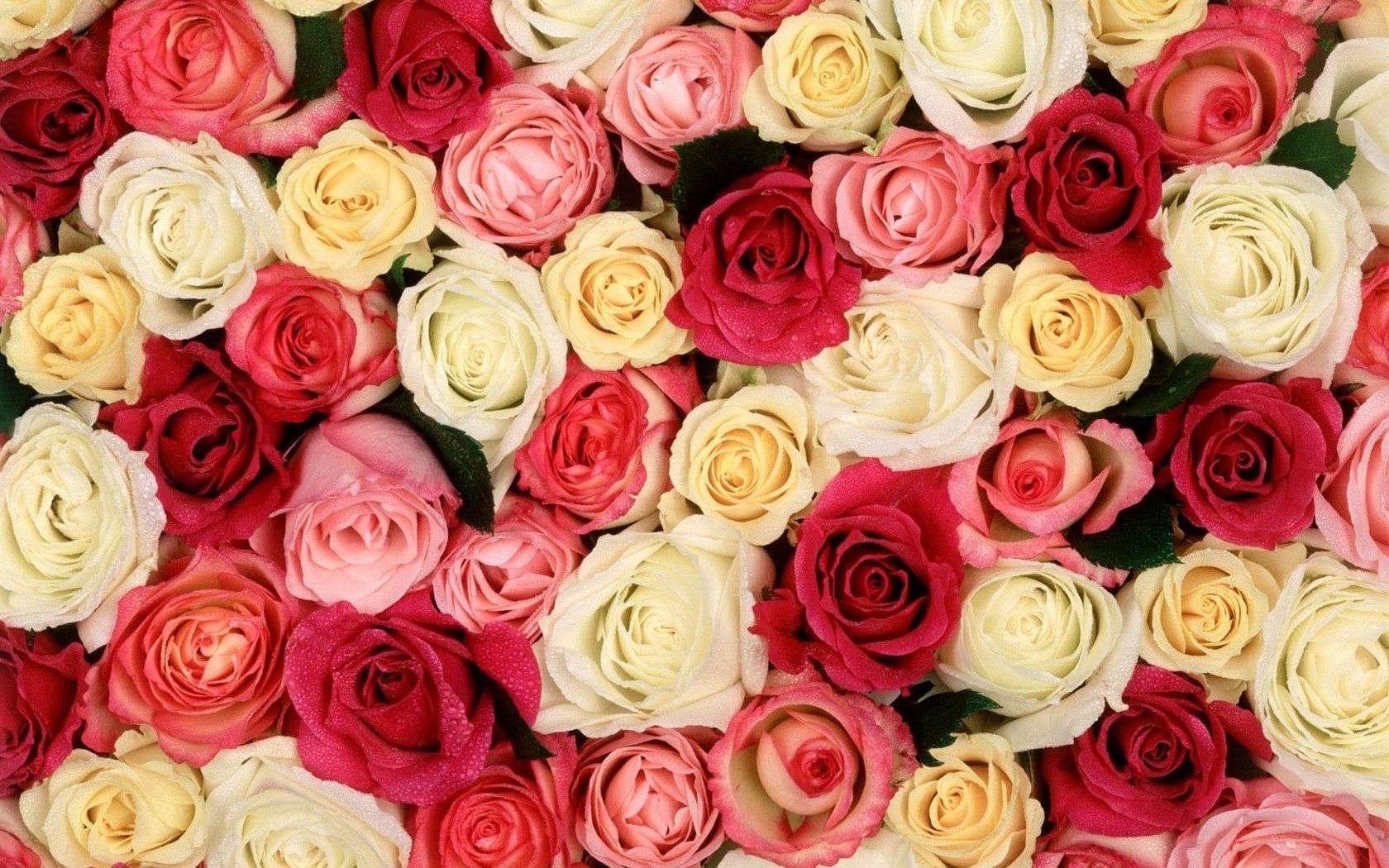 4K Phone Wallpaper roses, flowers, lot, different