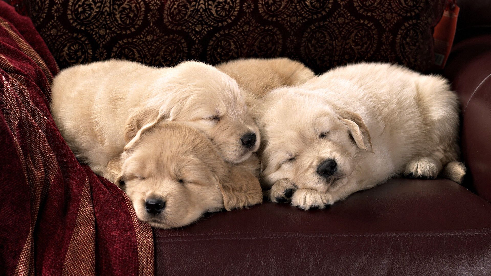 140674 Screensavers and Wallpapers Puppies for phone. Download animals, sleep, dream, toddlers, kids, labradors, puppies pictures for free
