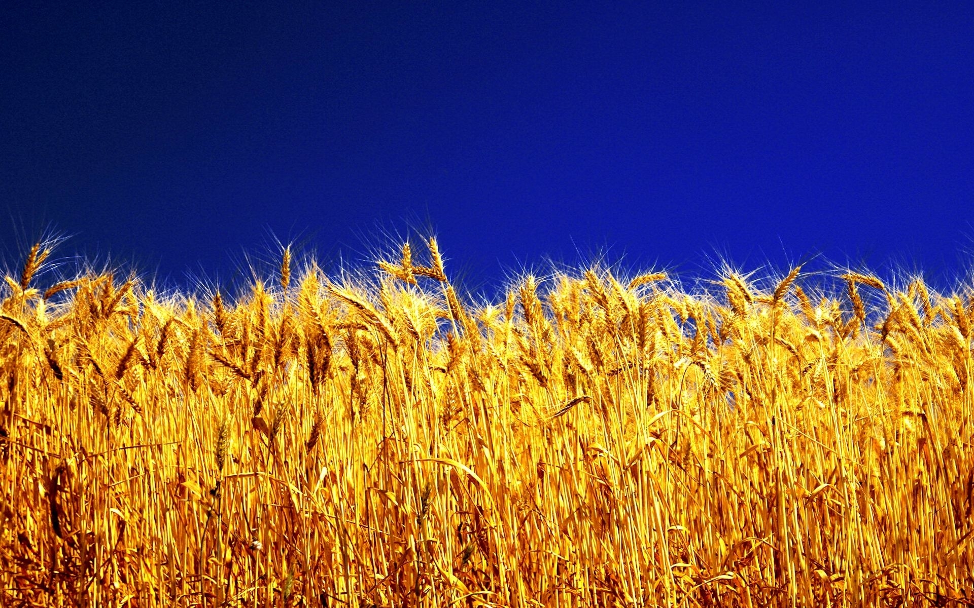 Завантажити шпалери Пшениця на телефон безкоштовно