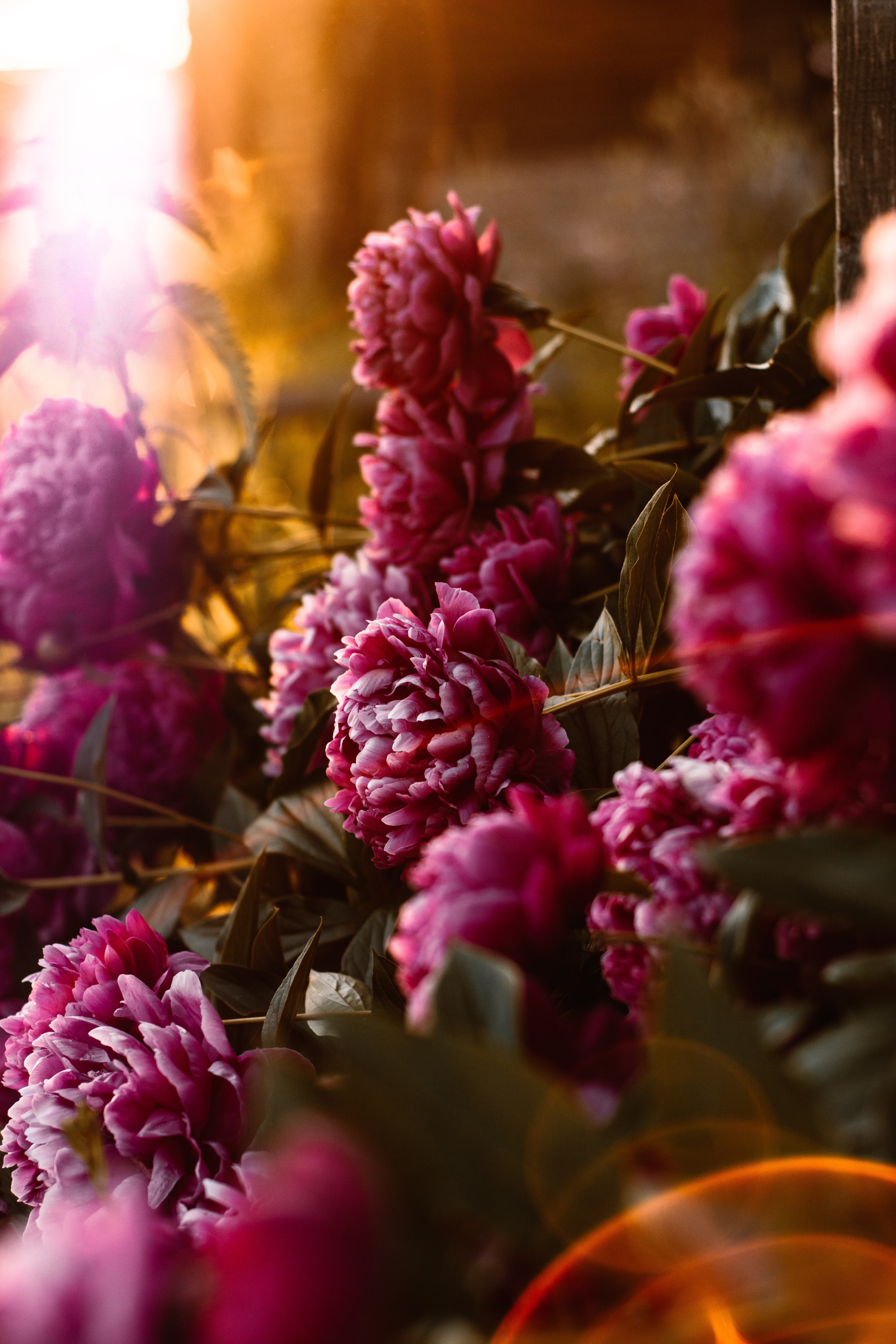 peonies, sunlight, pink, flowering, bloom, flowers, glare phone background
