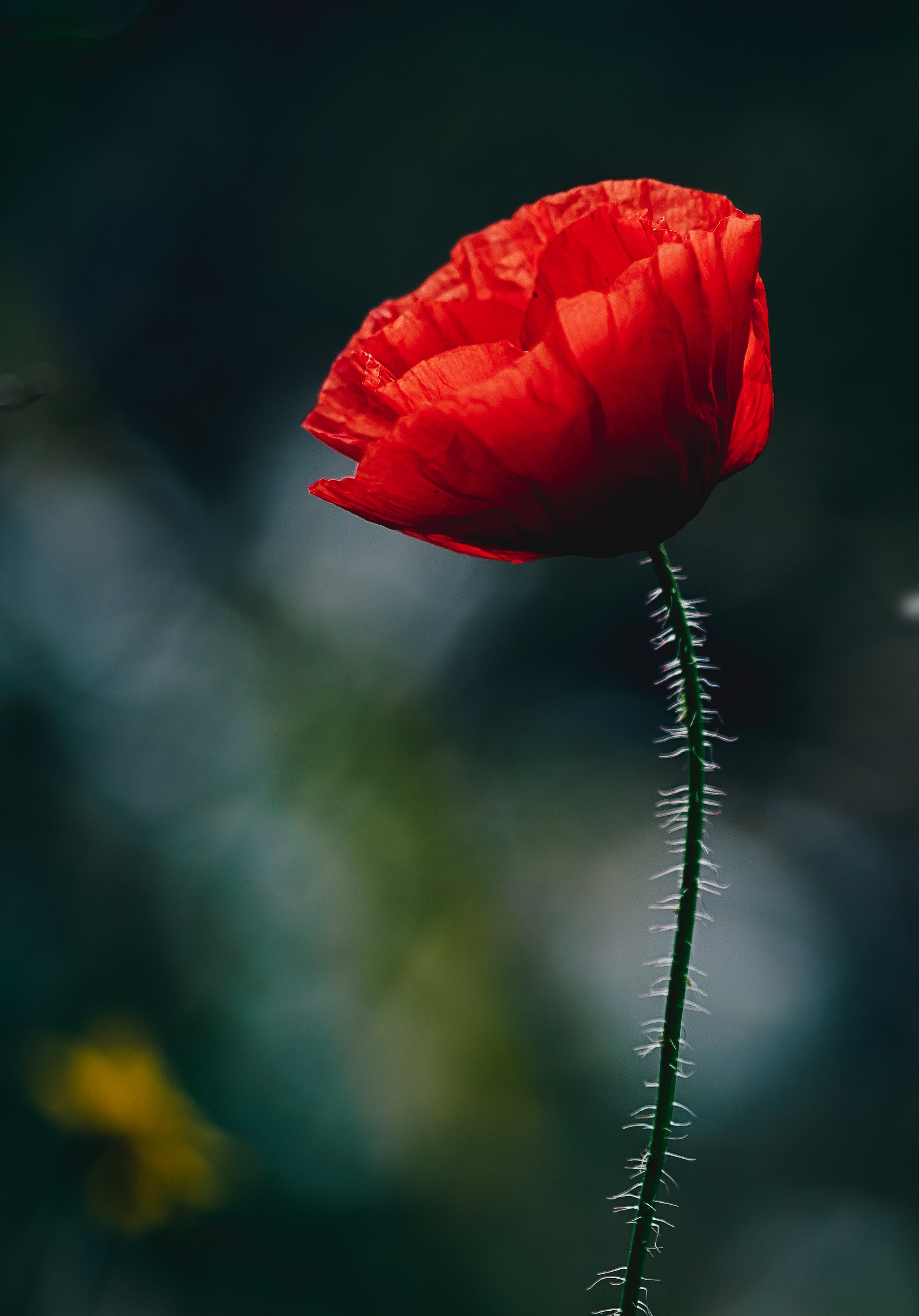 79680 download wallpaper blur, flowers, red, flower, bud, smooth, stem, stalk, poppy screensavers and pictures for free