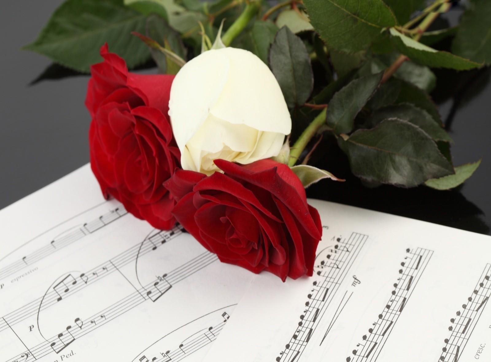 Laden Sie das Musik, Blumen, Roses, Drei, Anmerkungen-Bild kostenlos auf Ihren PC-Desktop herunter