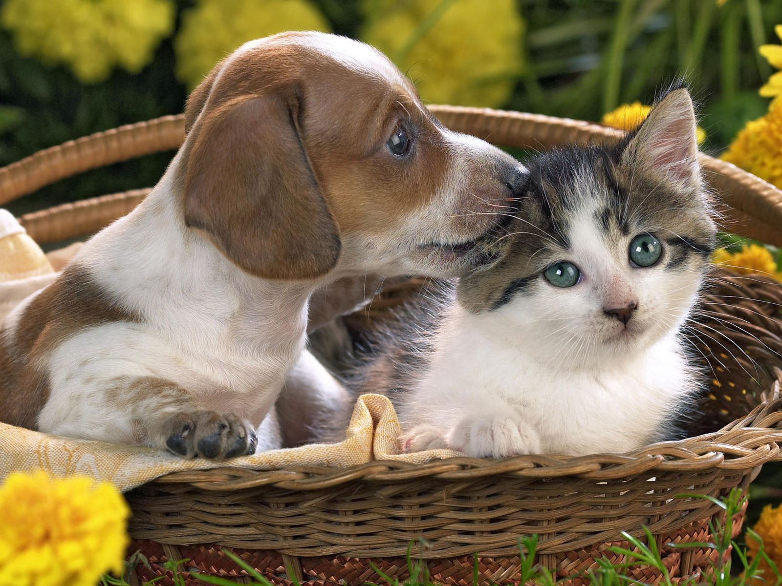 basket, animals, cat, dog collection of HD images