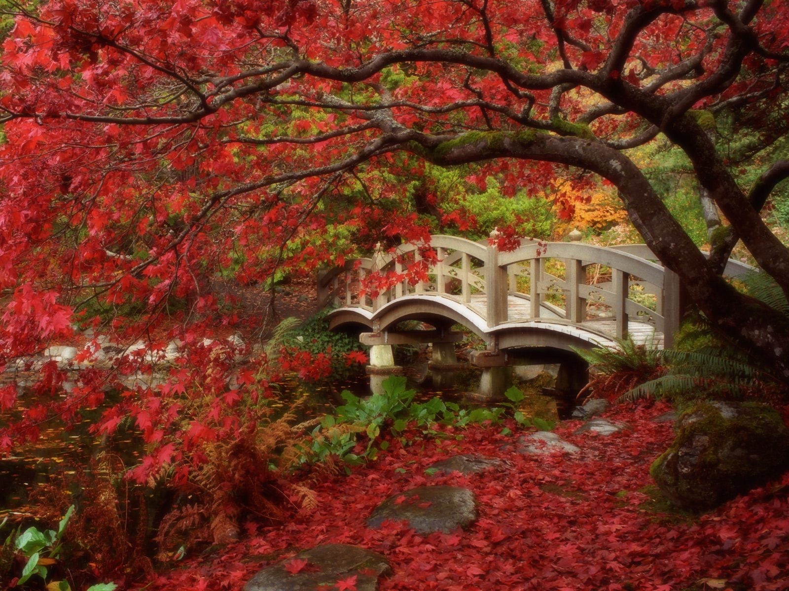 7368 下載圖片 景观, 桥梁, 树, 秋 - 免費壁紙和屏保
