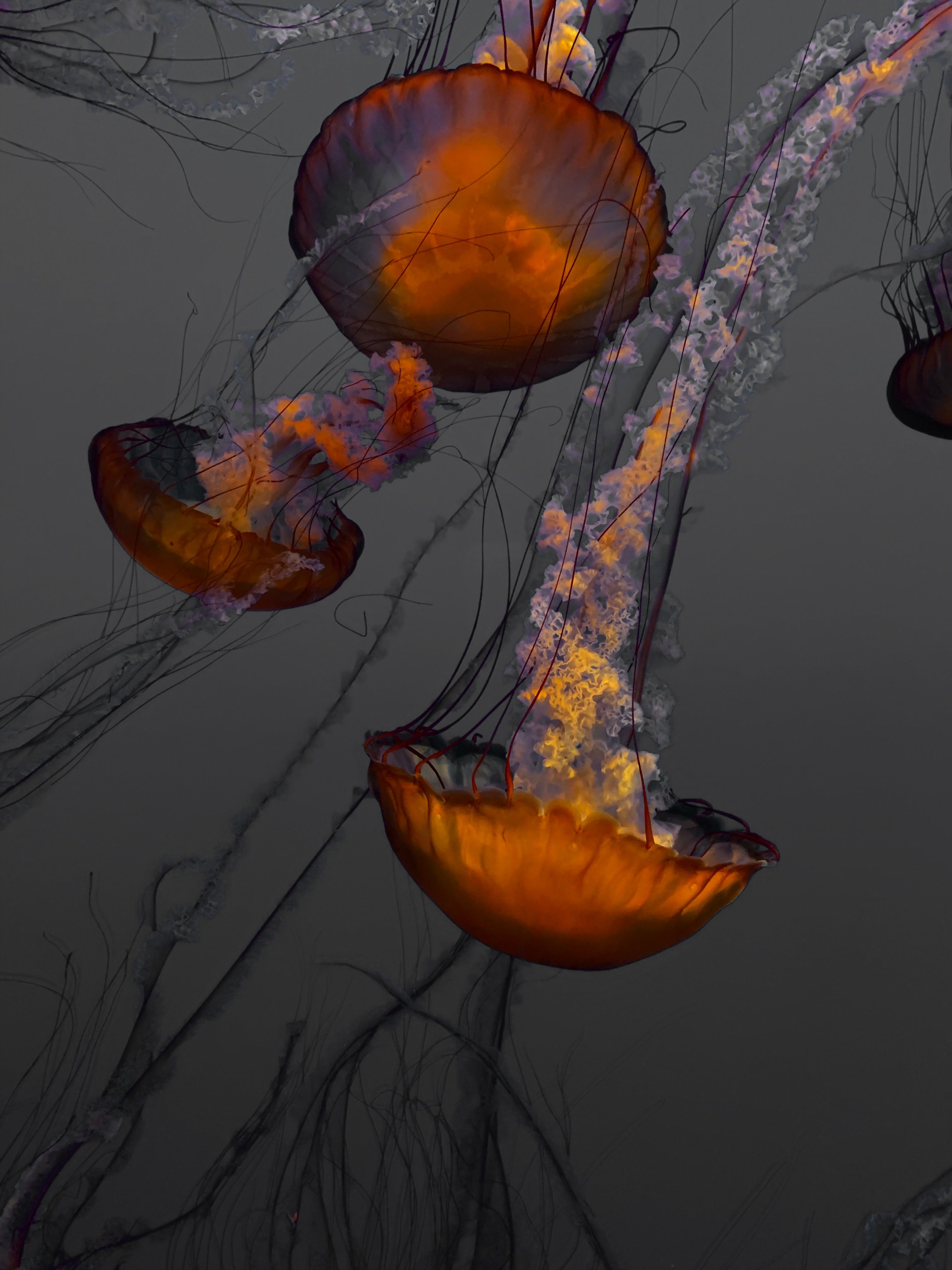 138039 Hintergrundbilder und Aquarium Bilder auf dem Desktop. Laden Sie jellyfish, die tentakel, schwimmen, ozean Bildschirmschoner kostenlos auf den PC herunter