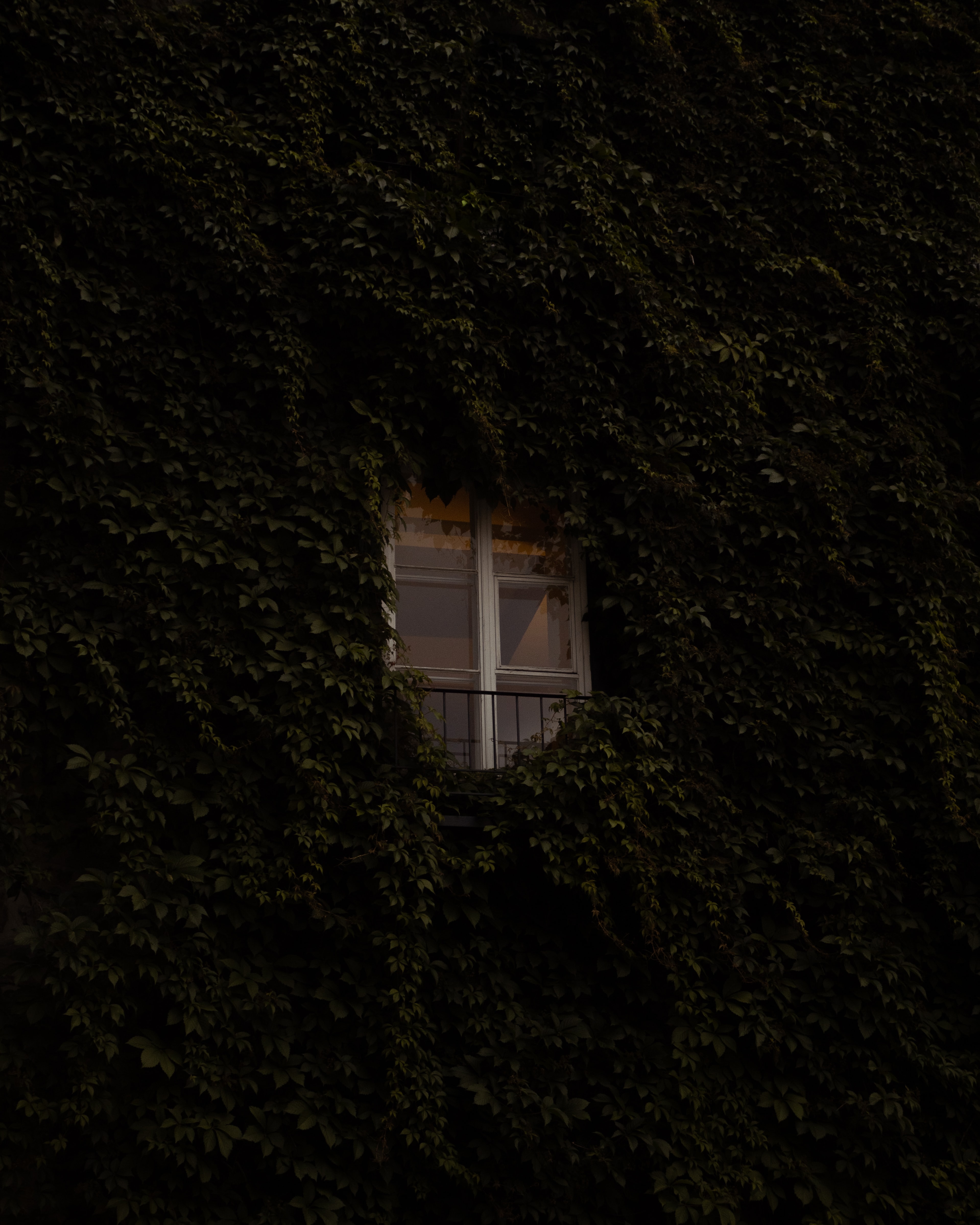 plant, building, miscellanea, miscellaneous, window, ivy Full HD