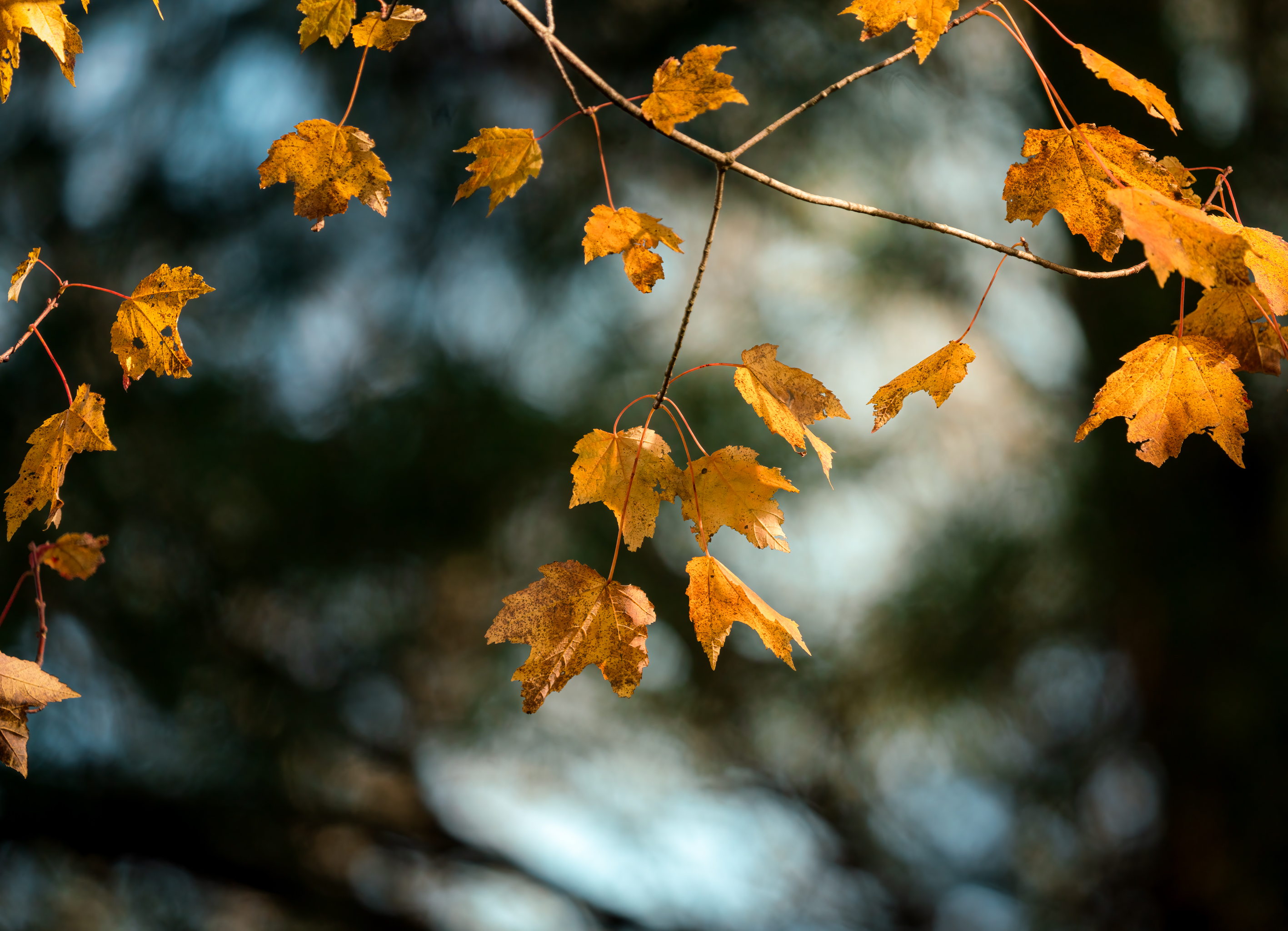 autumn, leaves, yellow, macro, branch, maple