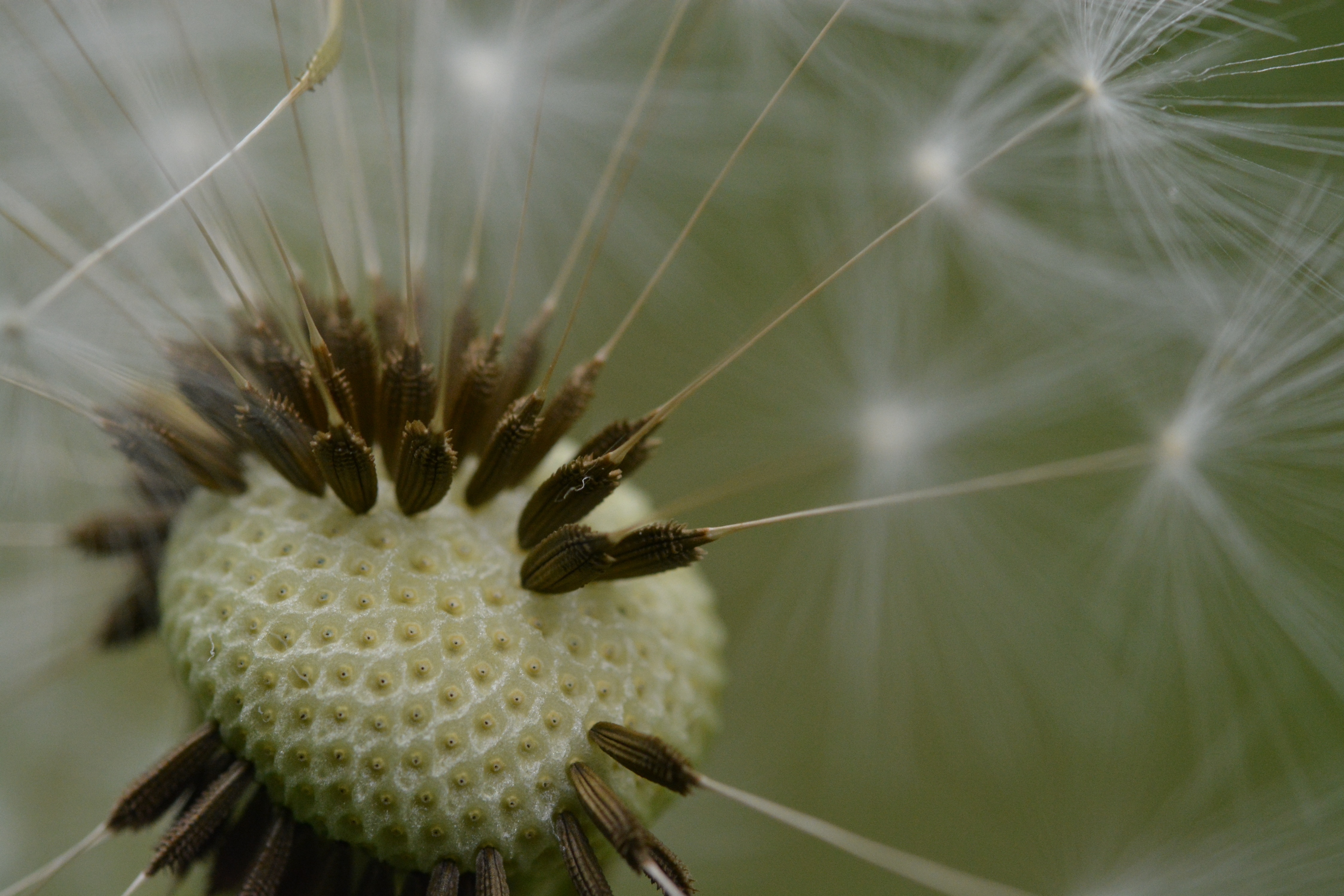 macro, dandelion, fuzz collection of HD images
