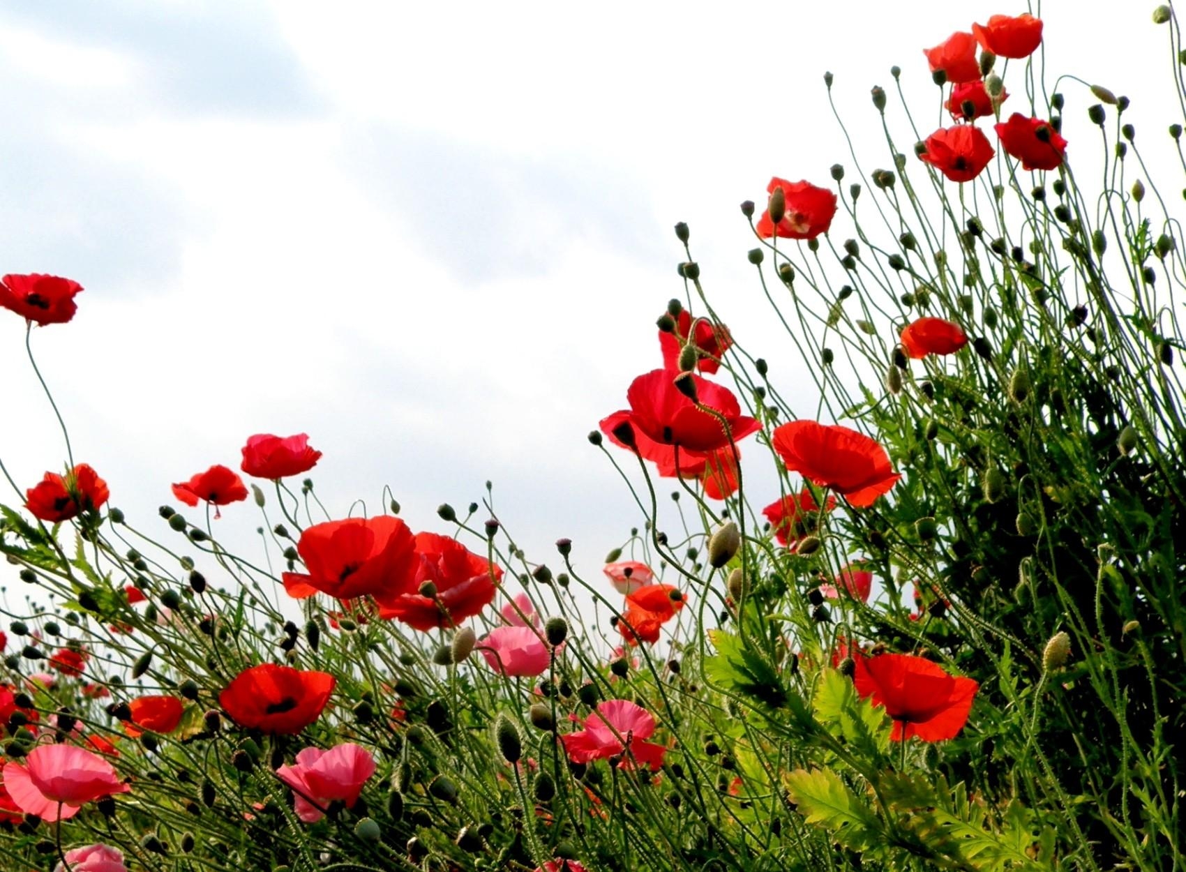 poppies, flowers, grass, sky, summer, greens, field