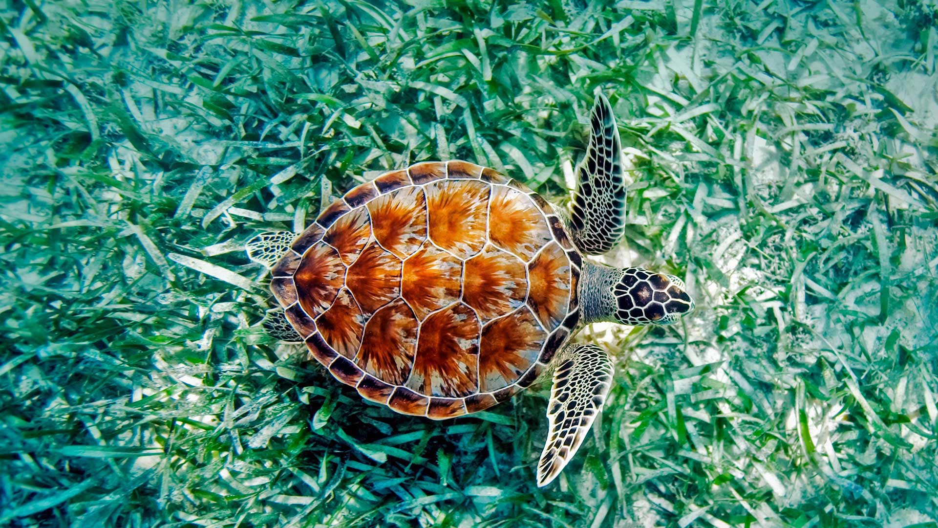 animal, sea turtle, turtles High Definition image