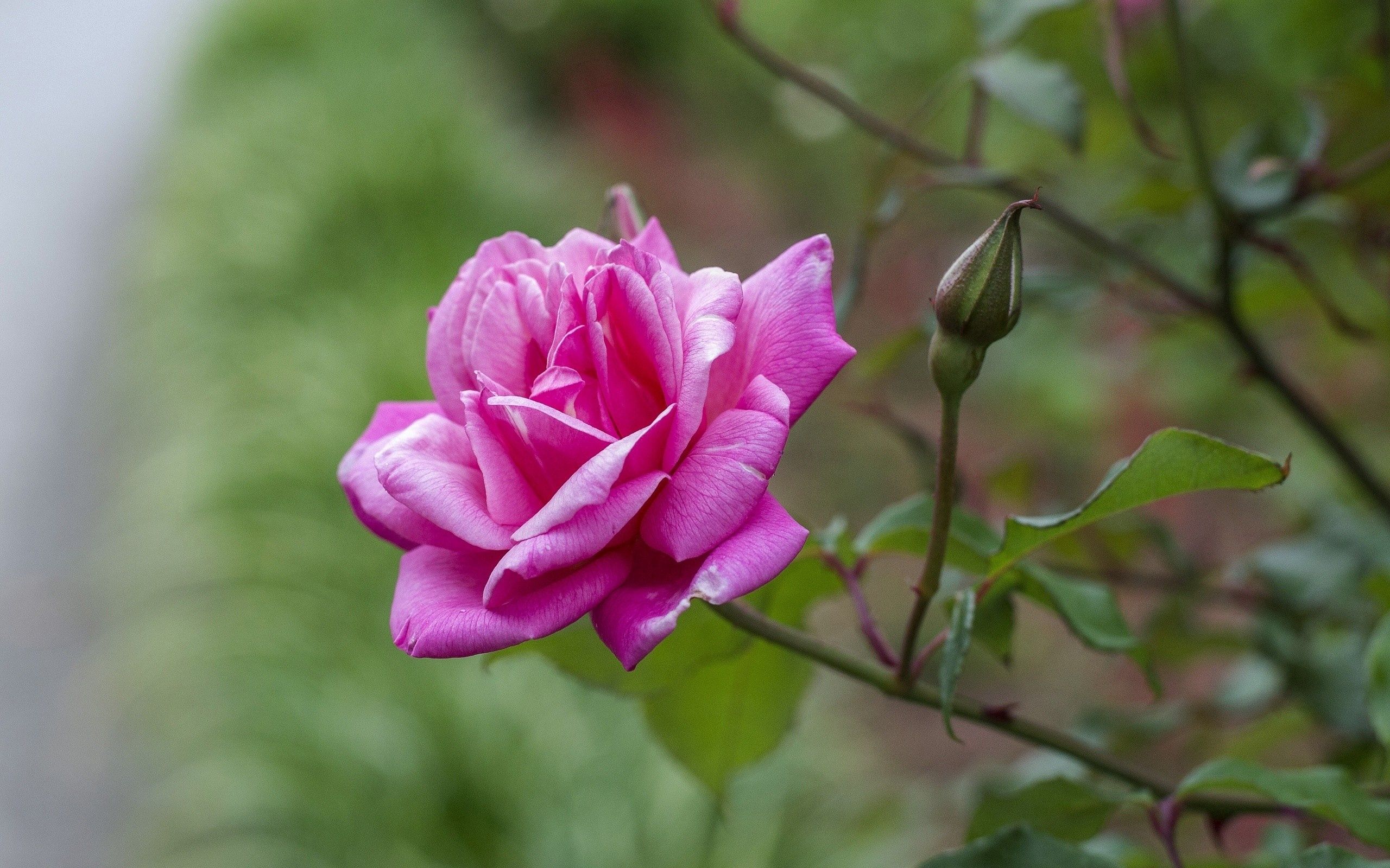 156245 économiseurs d'écran et fonds d'écran Une Rose sur votre téléphone. Téléchargez fleurs, branche, pétales, rose images gratuitement