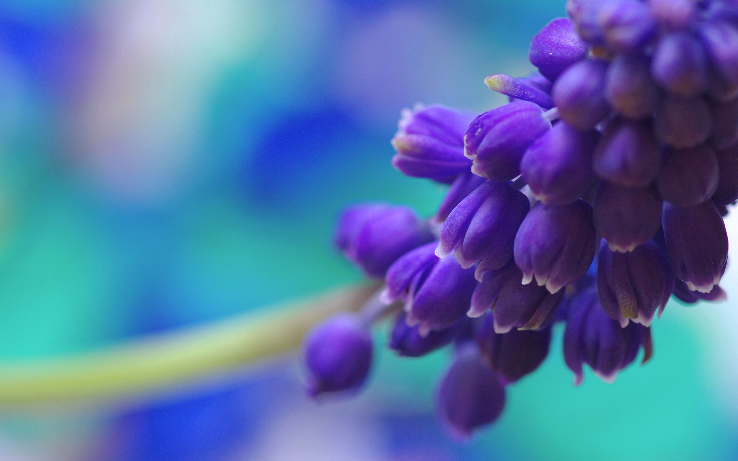 macro, bright, flowers, background, branch, blurred, greased High Definition image