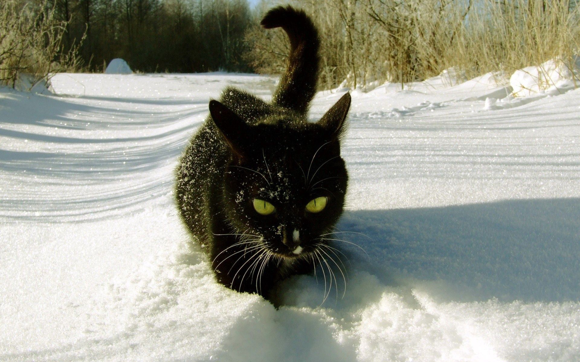 手機的156266屏保和壁紙冬天。 免費下載 猫, 脚印, 爬, 雪 圖片