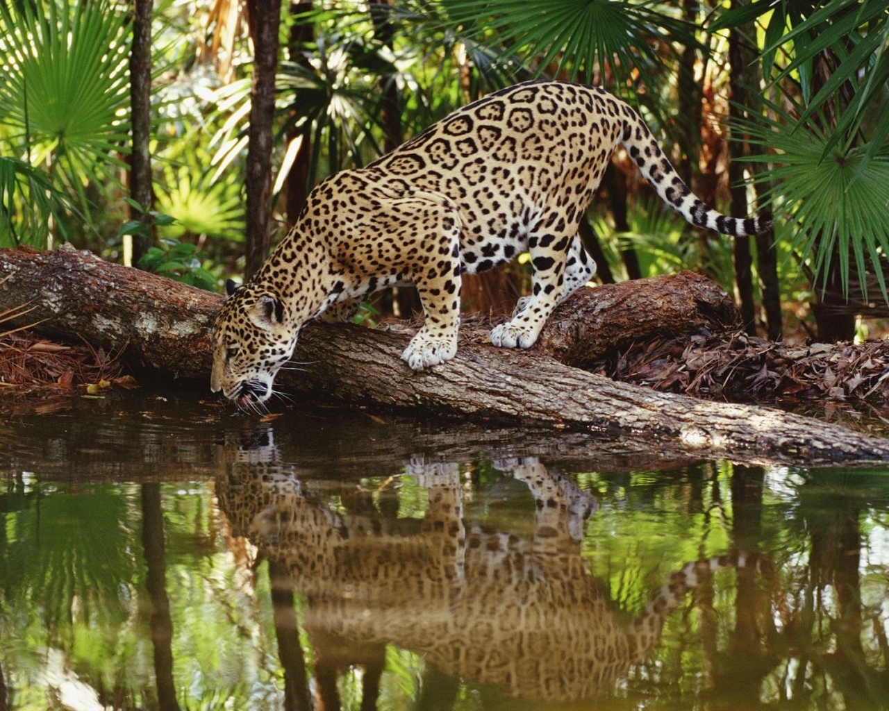 4855 baixar papel de parede animais, leopards - protetores de tela e imagens gratuitamente