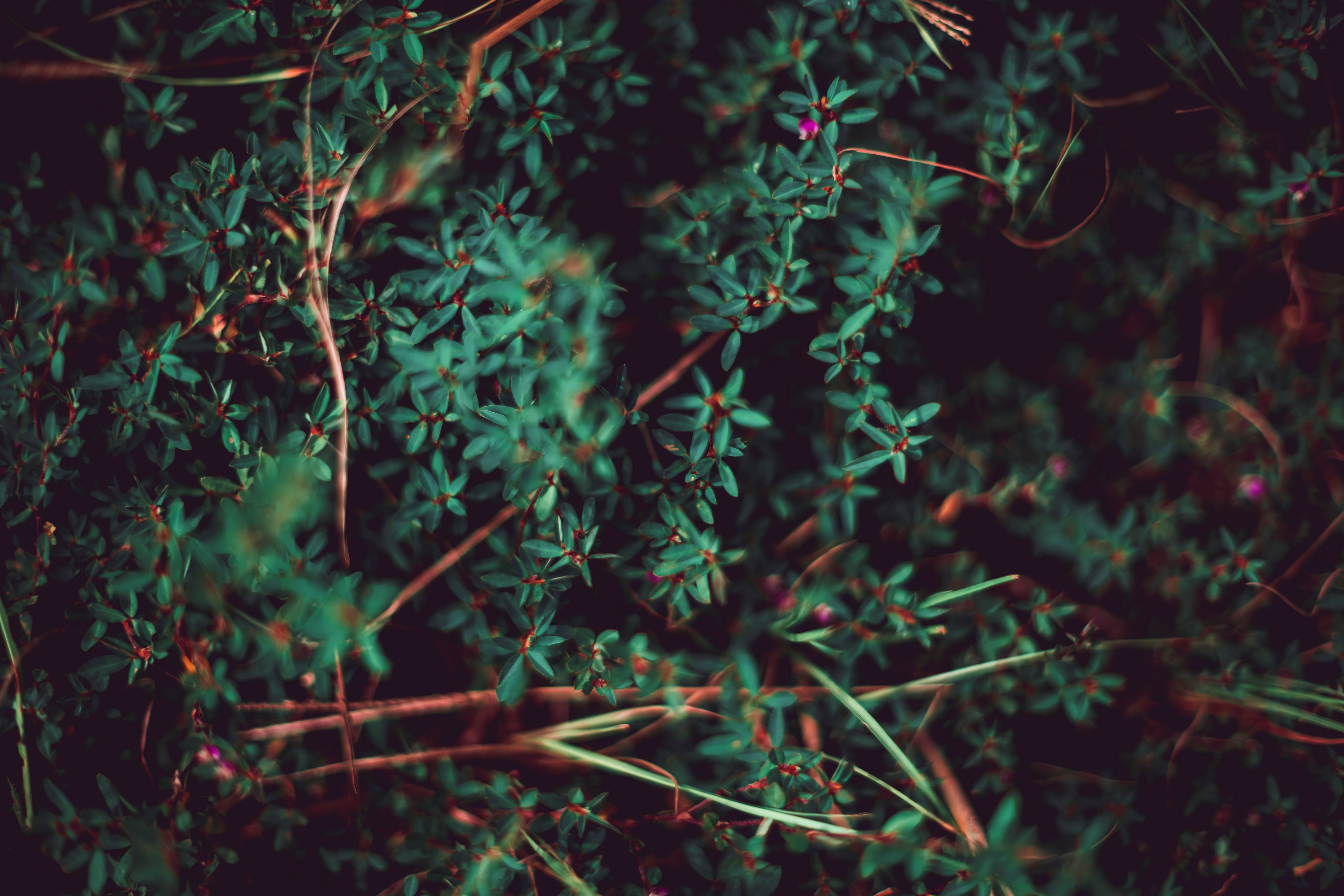 leaves, grass, plant, macro, blur, smooth, vegetation phone wallpaper