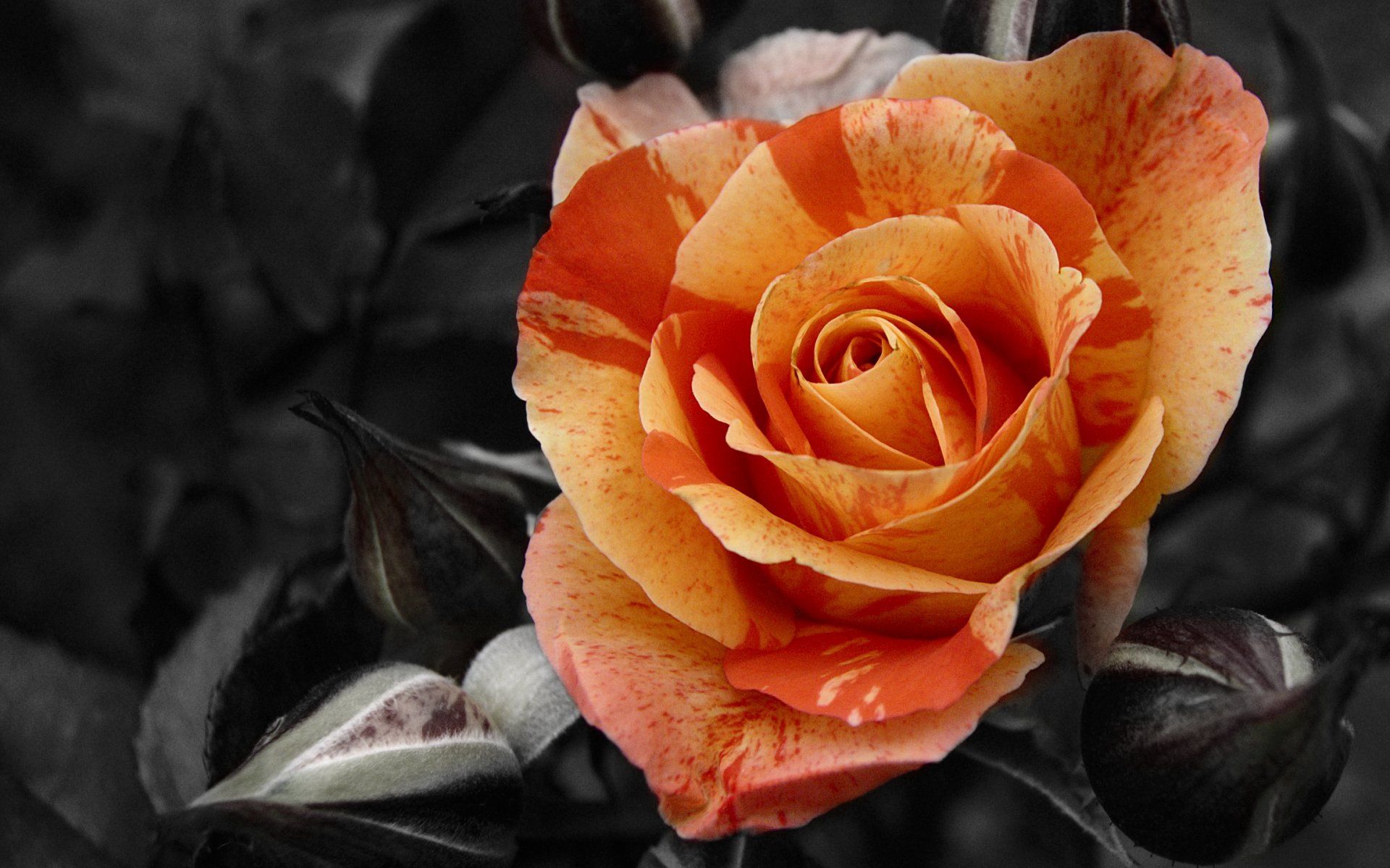 Smartphone Background close-up, rose, flowers, flower