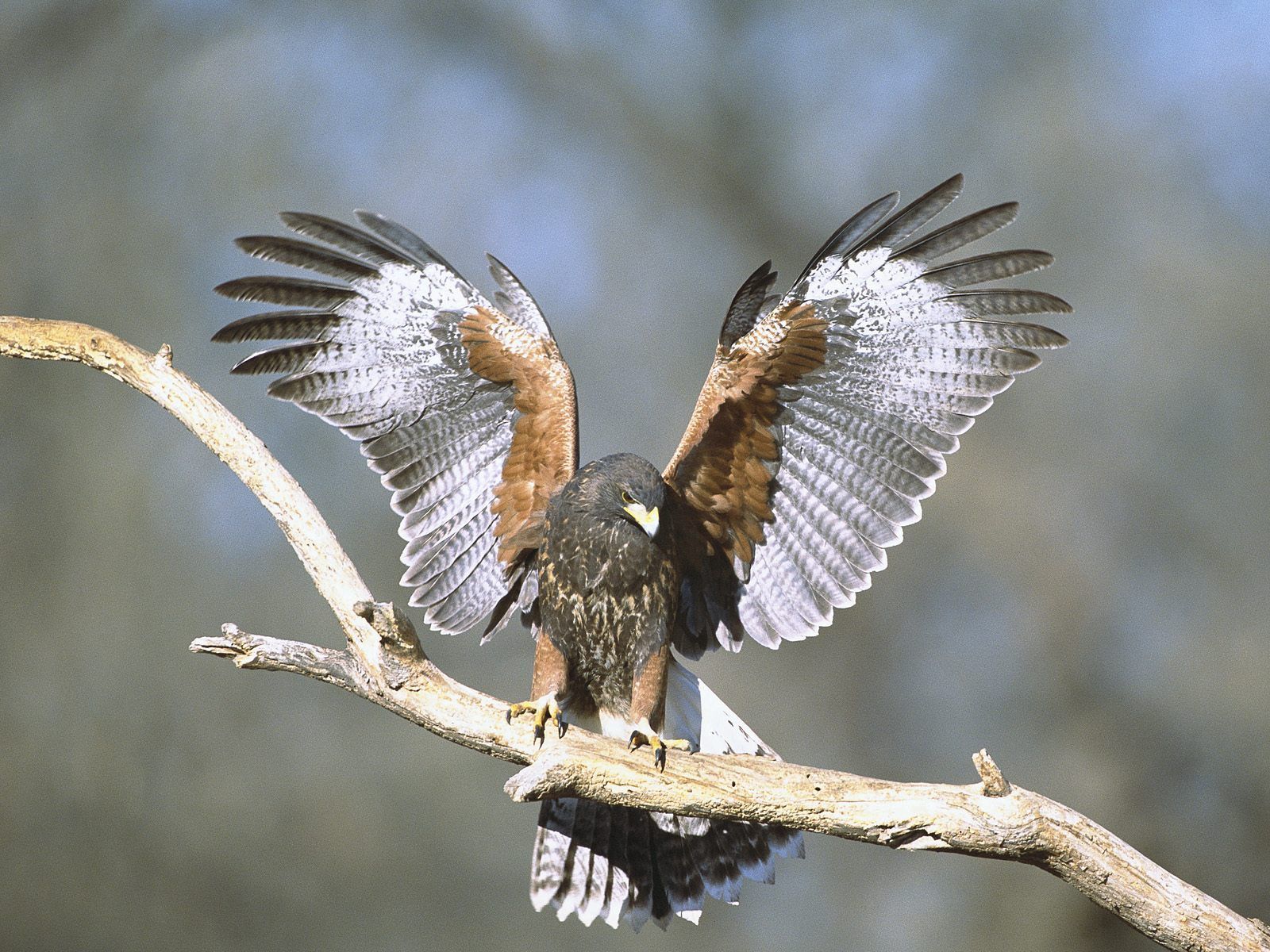 Laden Sie das Tiere, Vogel, Ast, Zweig, Falke, Flügel, Hawk-Bild kostenlos auf Ihren PC-Desktop herunter