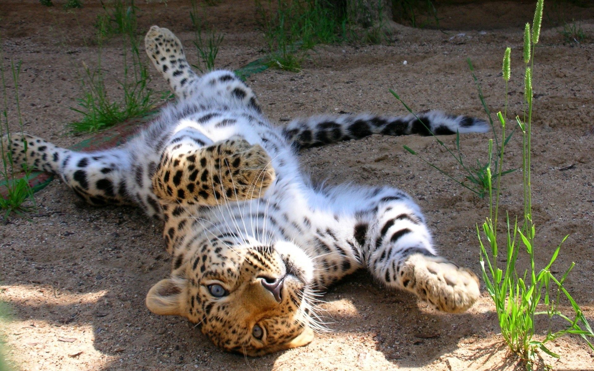 leopard, animals, young, playful, joey, somersault, tumble