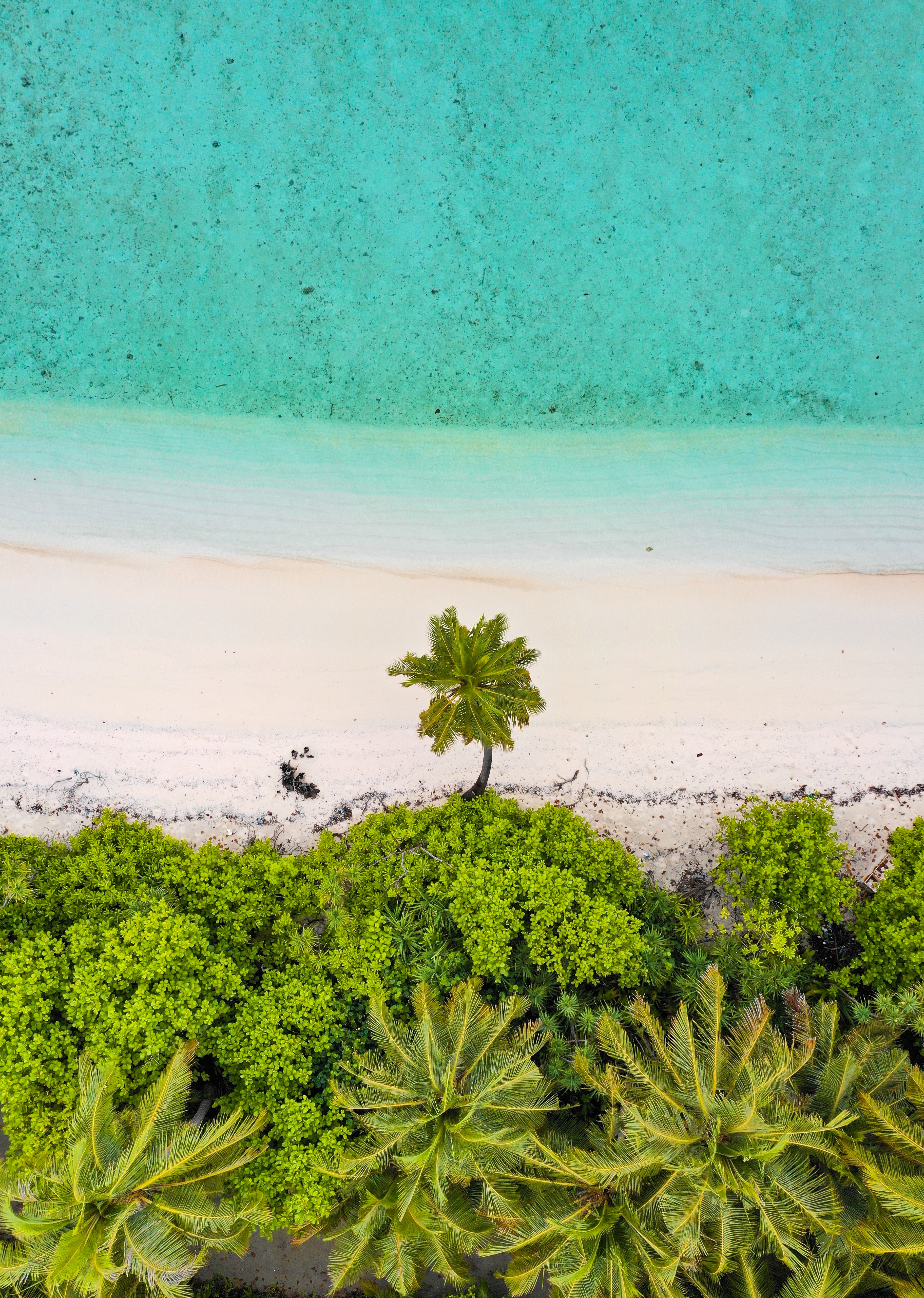 Beach nature, sand, sea, palms 8k Backgrounds