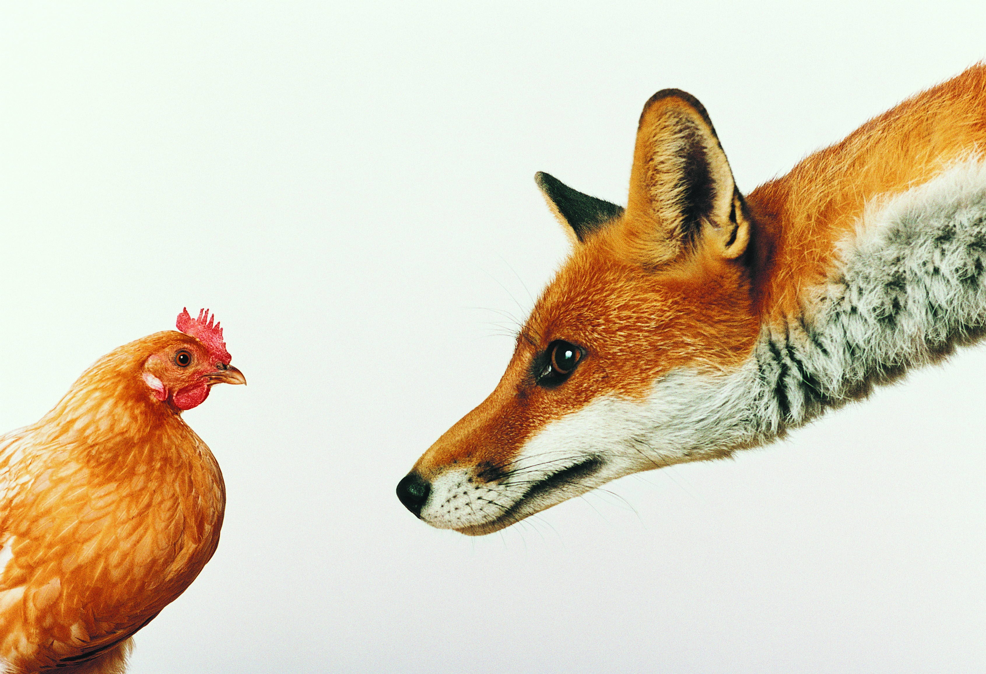 Handy-Wallpaper Tiere, Ein Fuchs, Fuchs, Weißer Hintergrund, Henne kostenlos herunterladen.