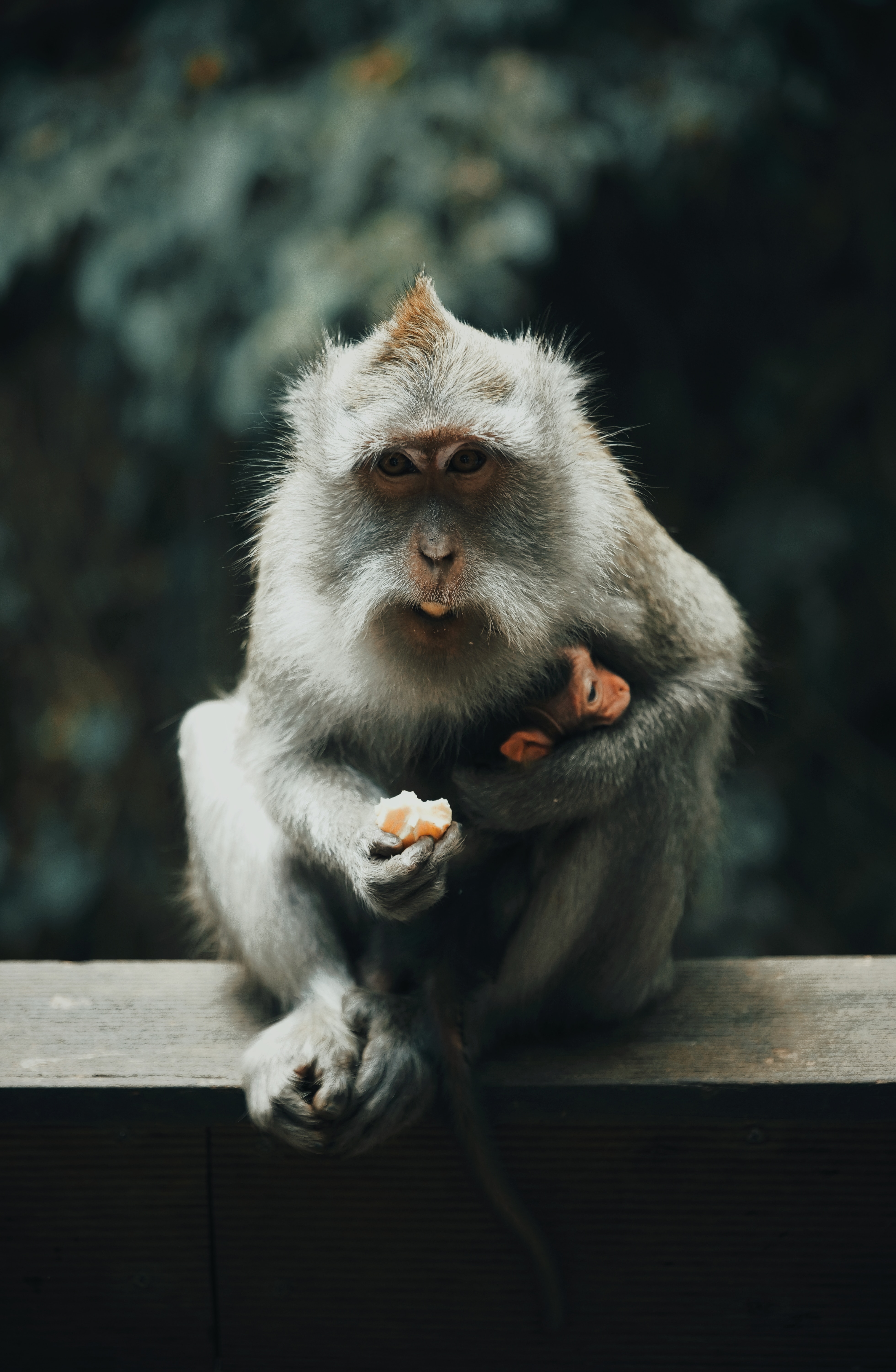 91295 Bild herunterladen tiere, grau, affe, ein affe, tier, japanischer makaken - Hintergrundbilder und Bildschirmschoner kostenlos